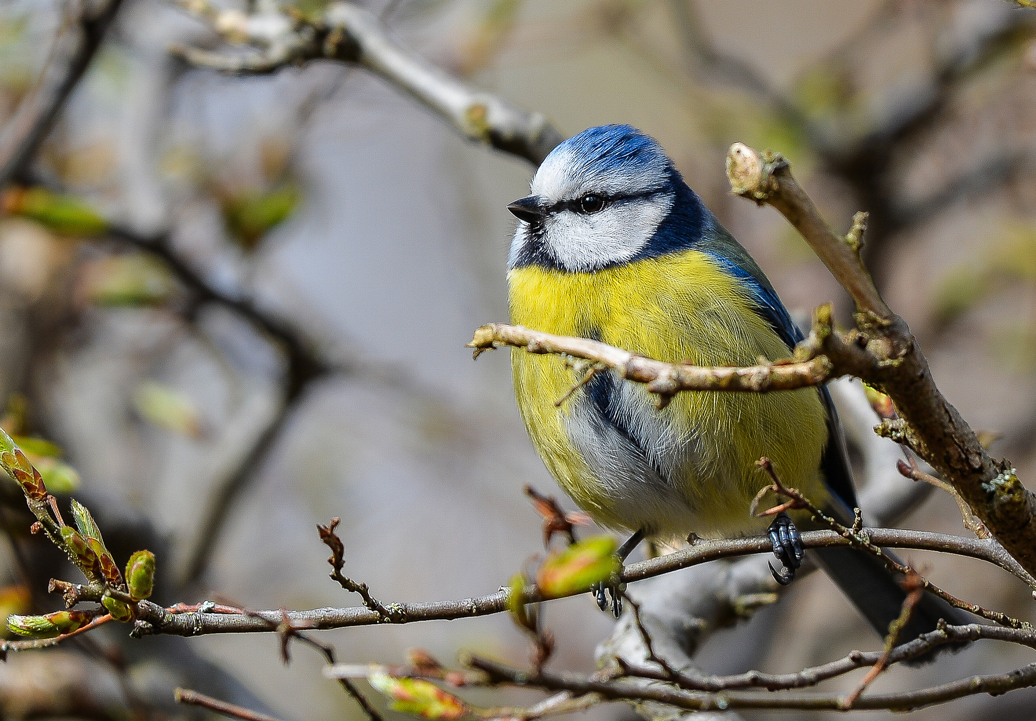 Nikon Df sample photo. Cyanistes caeruleus, blaumeise photography