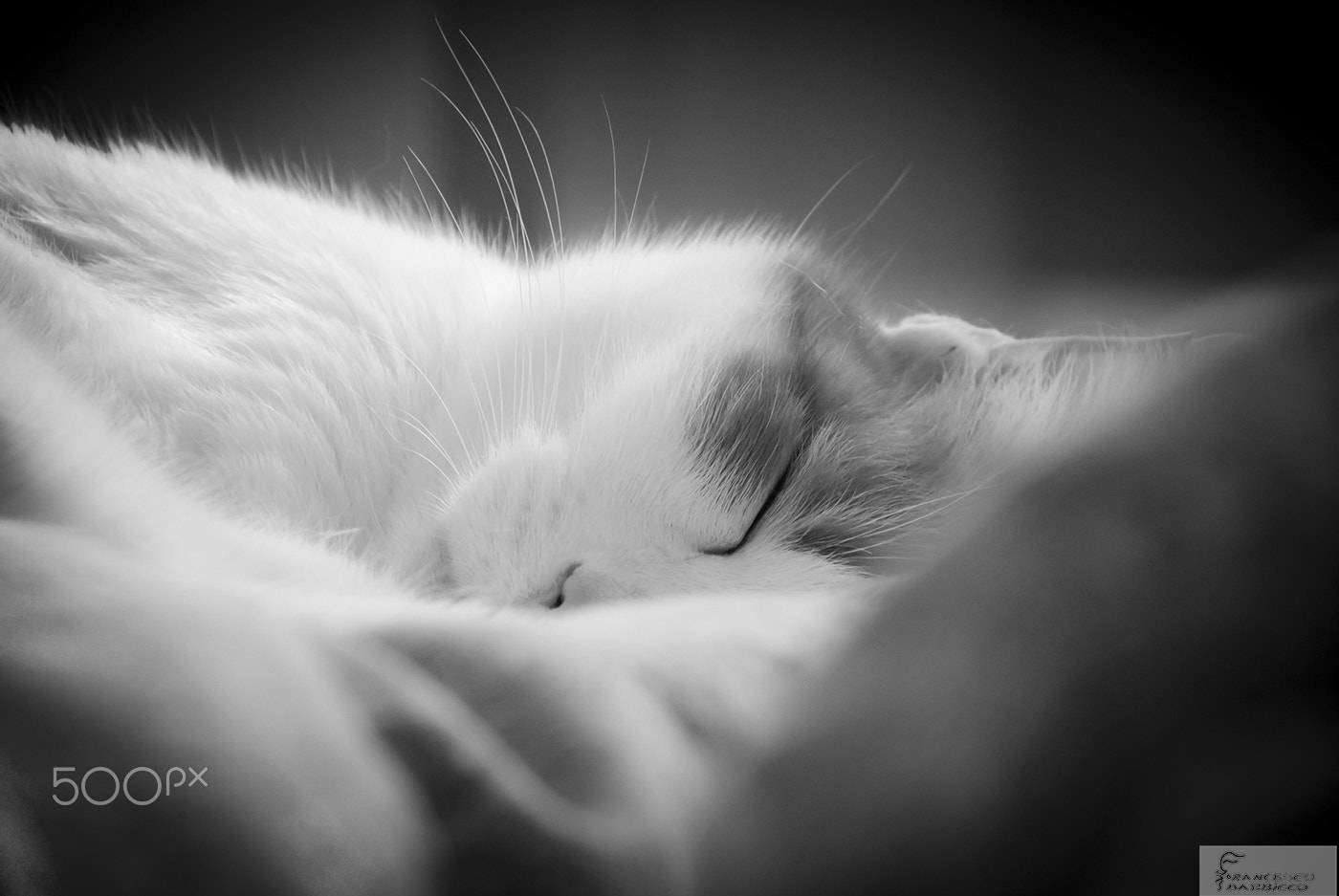 Nikon 1 Nikkor VR 30-110mm F3.8-5.6 sample photo. Close-up of a sleeping cat monocrome photography