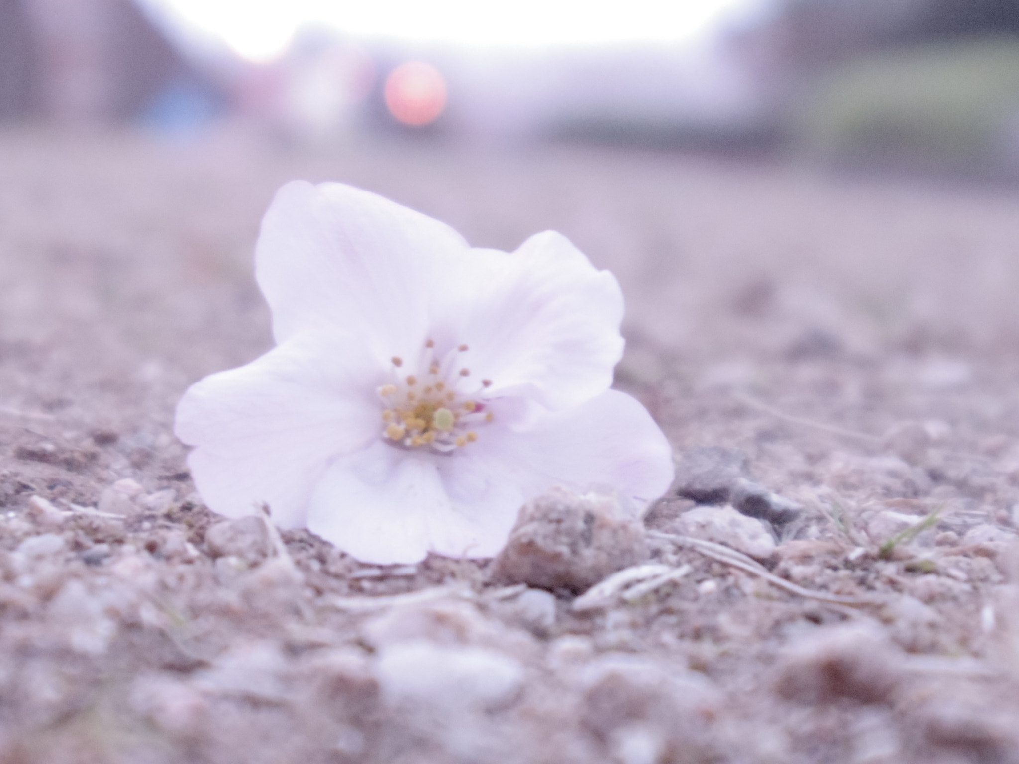 Pentax 02 Standard Zoom sample photo
