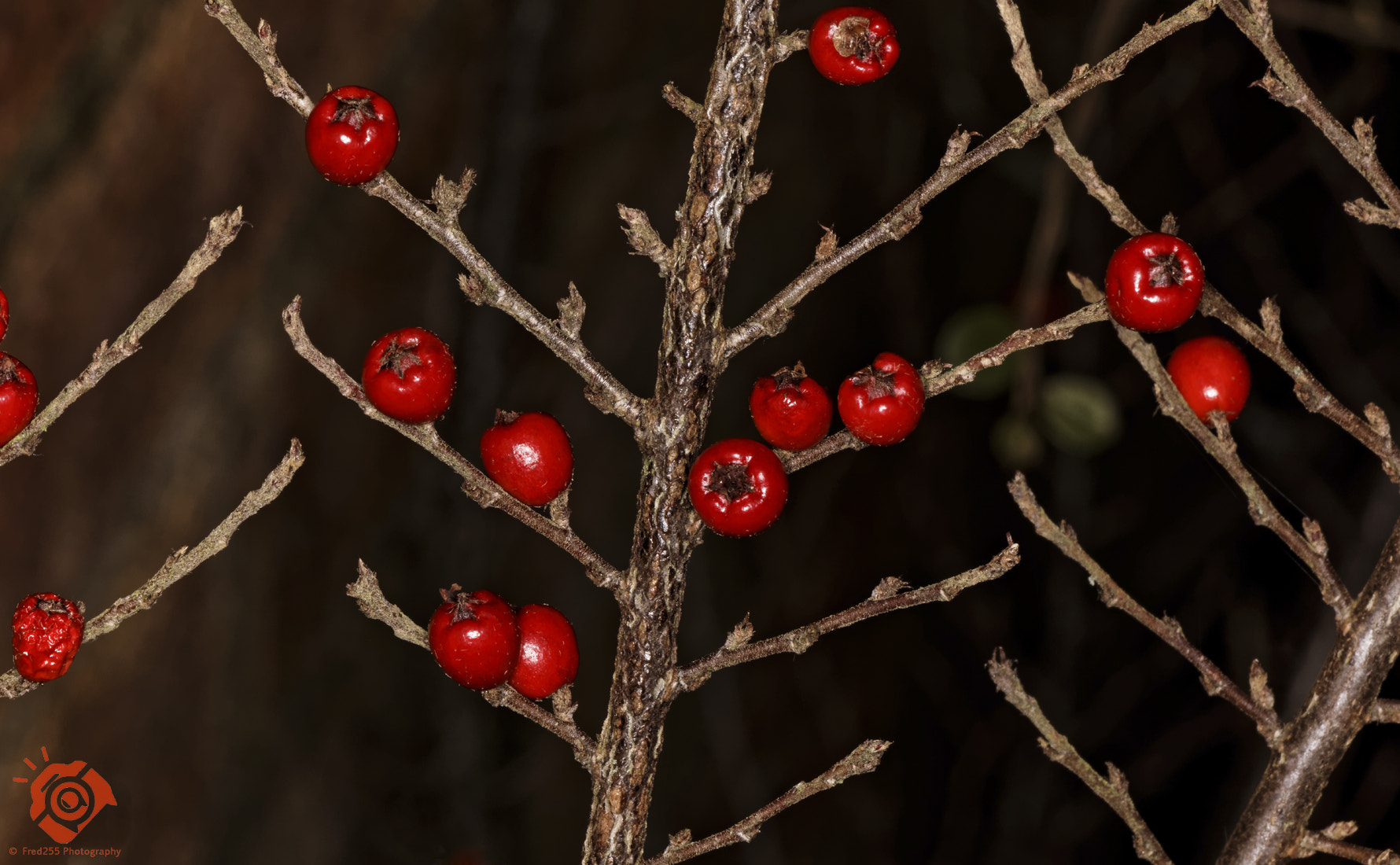 Canon EOS 5DS R + Sigma APO Macro 150mm f/2.8 EX DG HSM sample photo. Red berries photography
