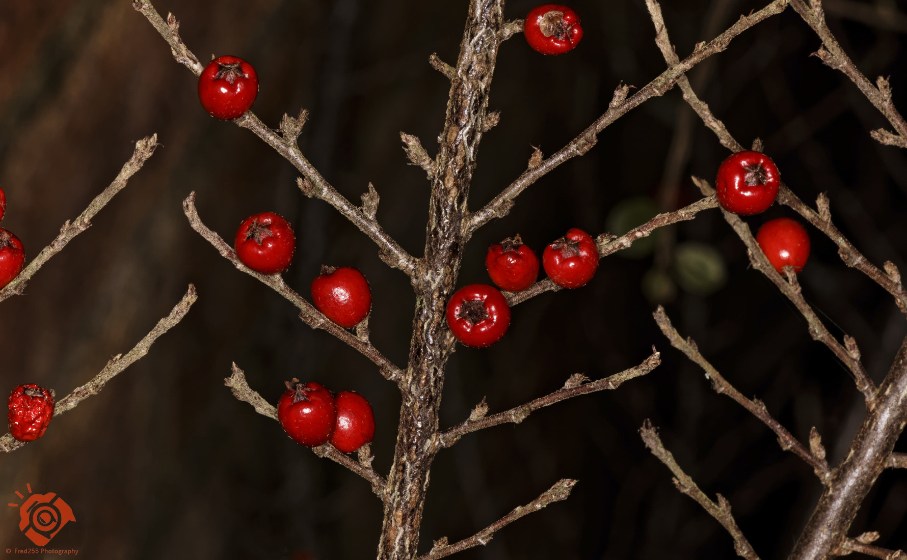 Sigma APO Macro 150mm f/2.8 EX DG HSM sample photo. Red berries photography