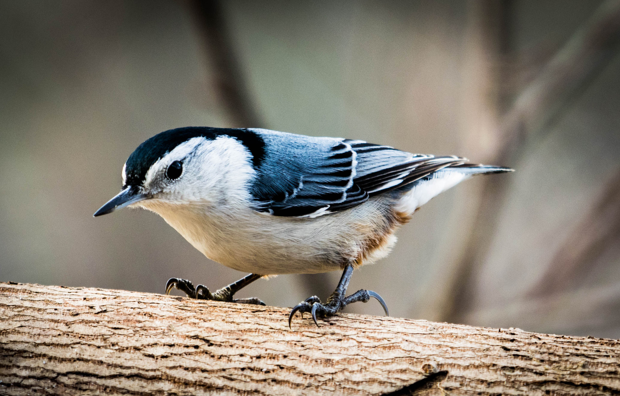 Nikon AF-S Nikkor 200-500mm F5.6E ED VR sample photo. Nuthatch photography