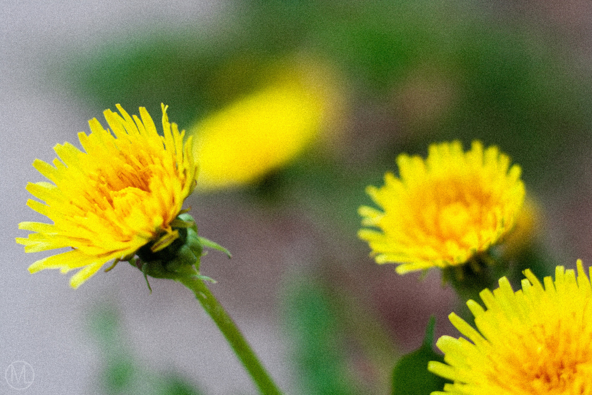 Canon EOS 400D (EOS Digital Rebel XTi / EOS Kiss Digital X) sample photo. "season of growth" photography