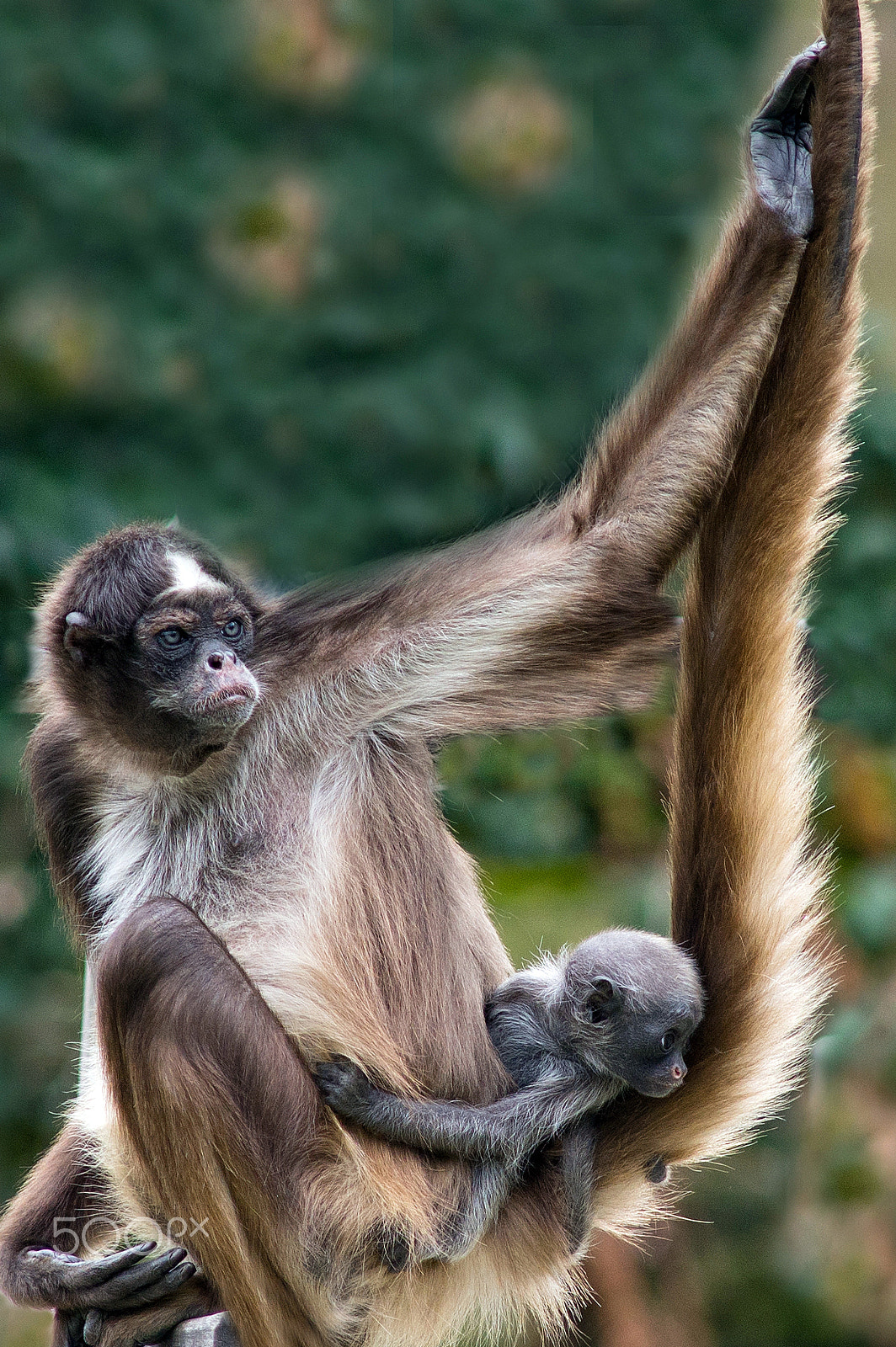 Nikon D600 + AF Nikkor 300mm f/4 IF-ED sample photo. Mother with child photography
