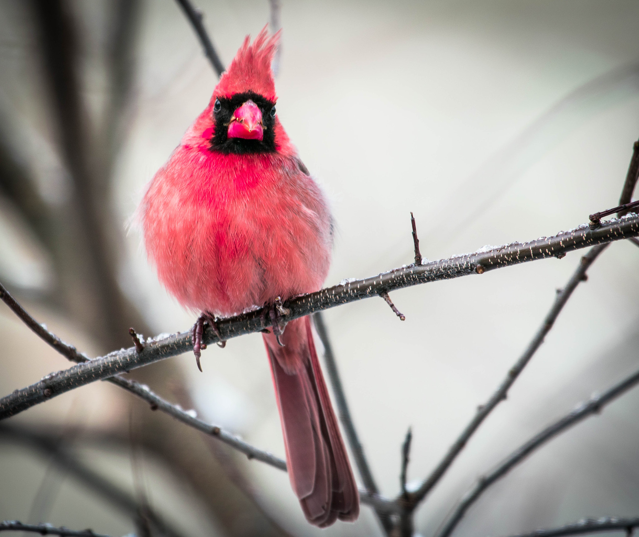 Nikon AF-S Nikkor 200-500mm F5.6E ED VR sample photo. Cardinal photography