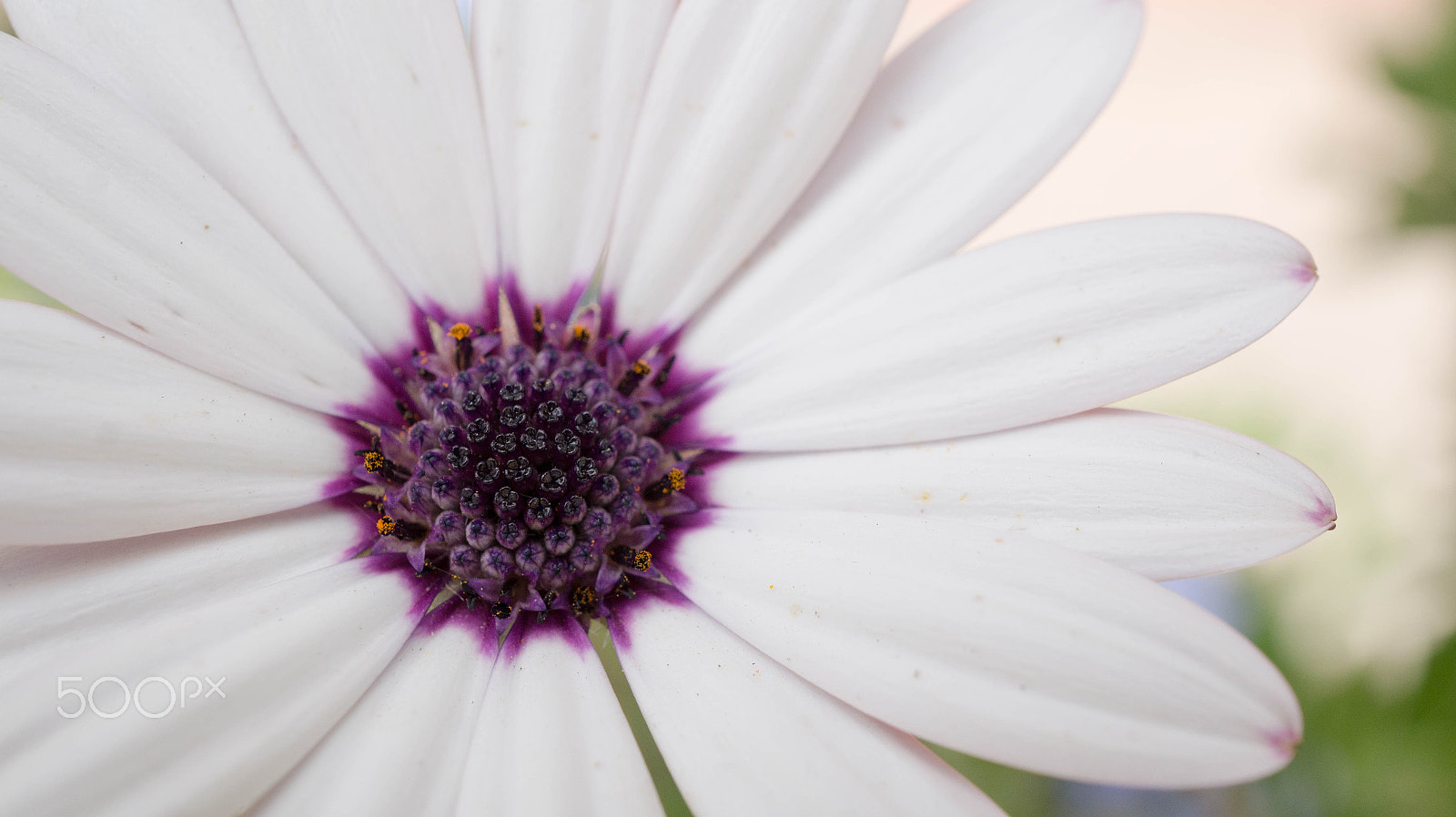 Sony Alpha a3500 + Sony E 30mm F3.5 Macro sample photo. Spring is here photography