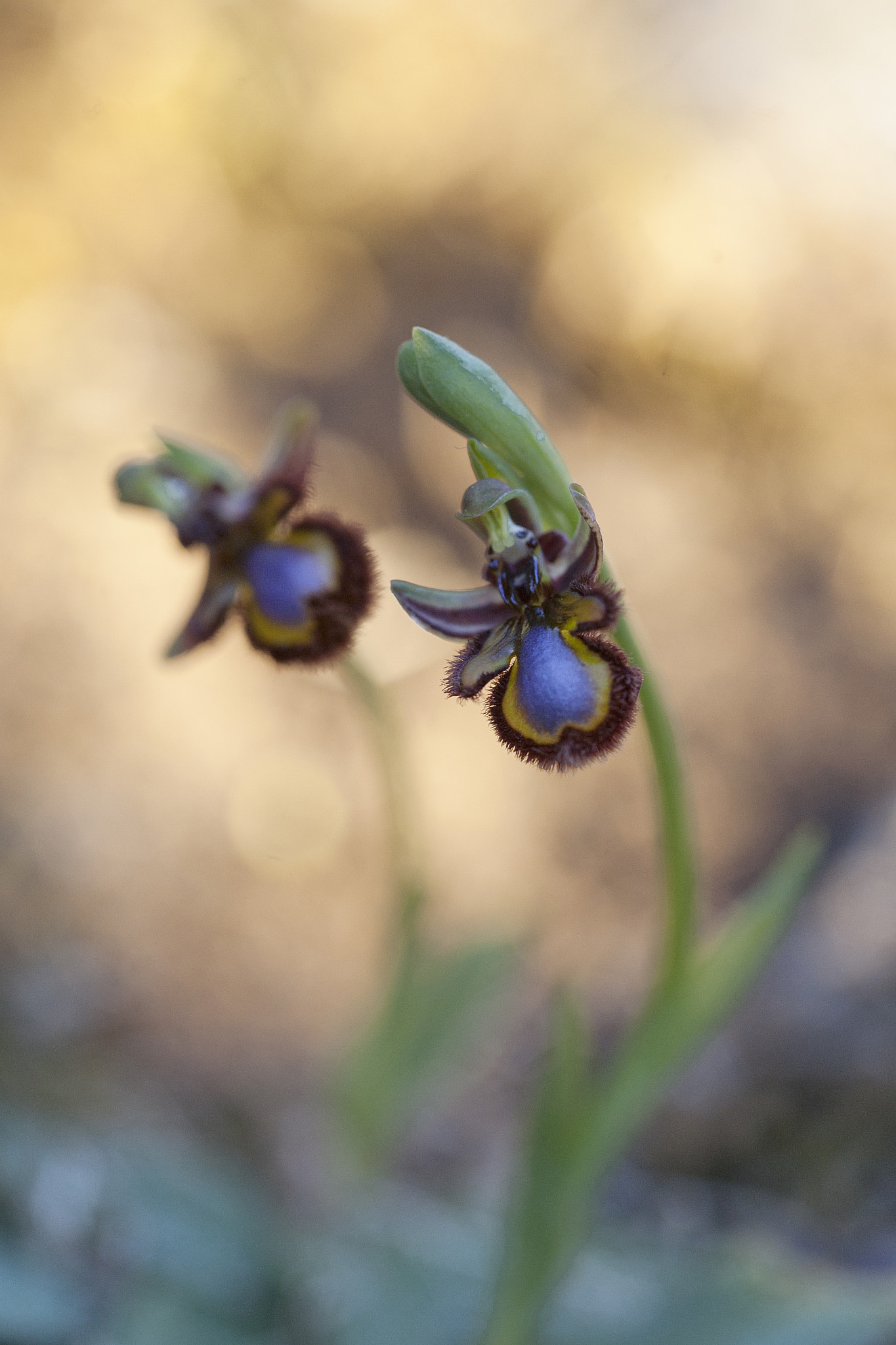 Canon EOS 5D + Canon EF 100mm F2.8 Macro USM sample photo. Speculum photography