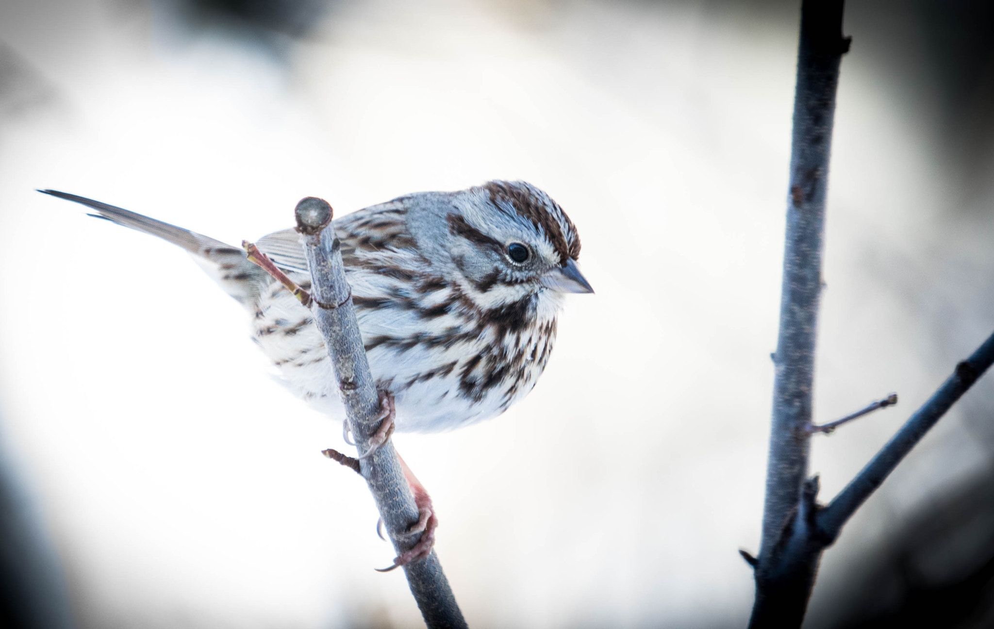Nikon AF-S Nikkor 200-500mm F5.6E ED VR sample photo. Sparrow photography