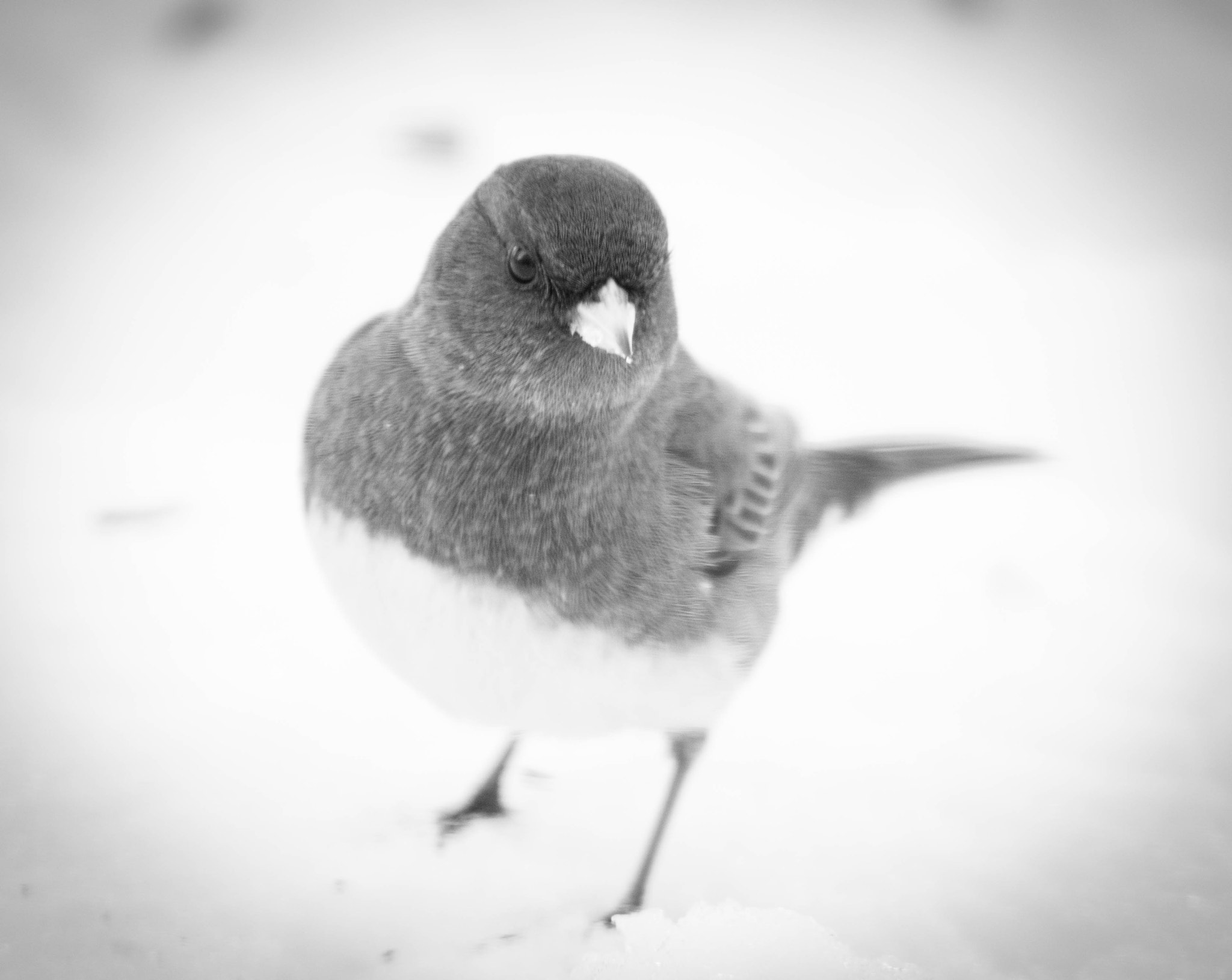 Nikon AF-S Nikkor 200-500mm F5.6E ED VR sample photo. Black and white bird photography