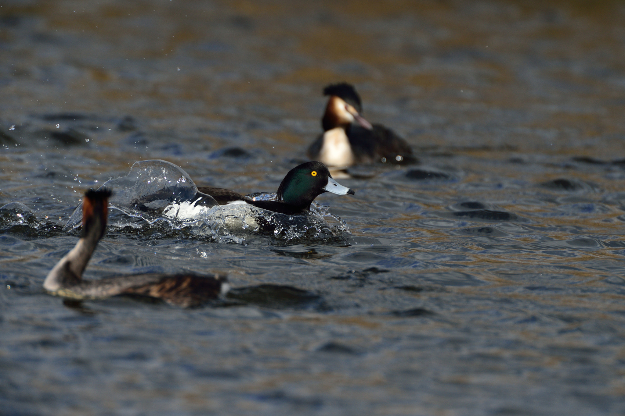 AF-S Nikkor 600mm f/4D IF-ED + TC-14E sample photo. Kuifeend photography
