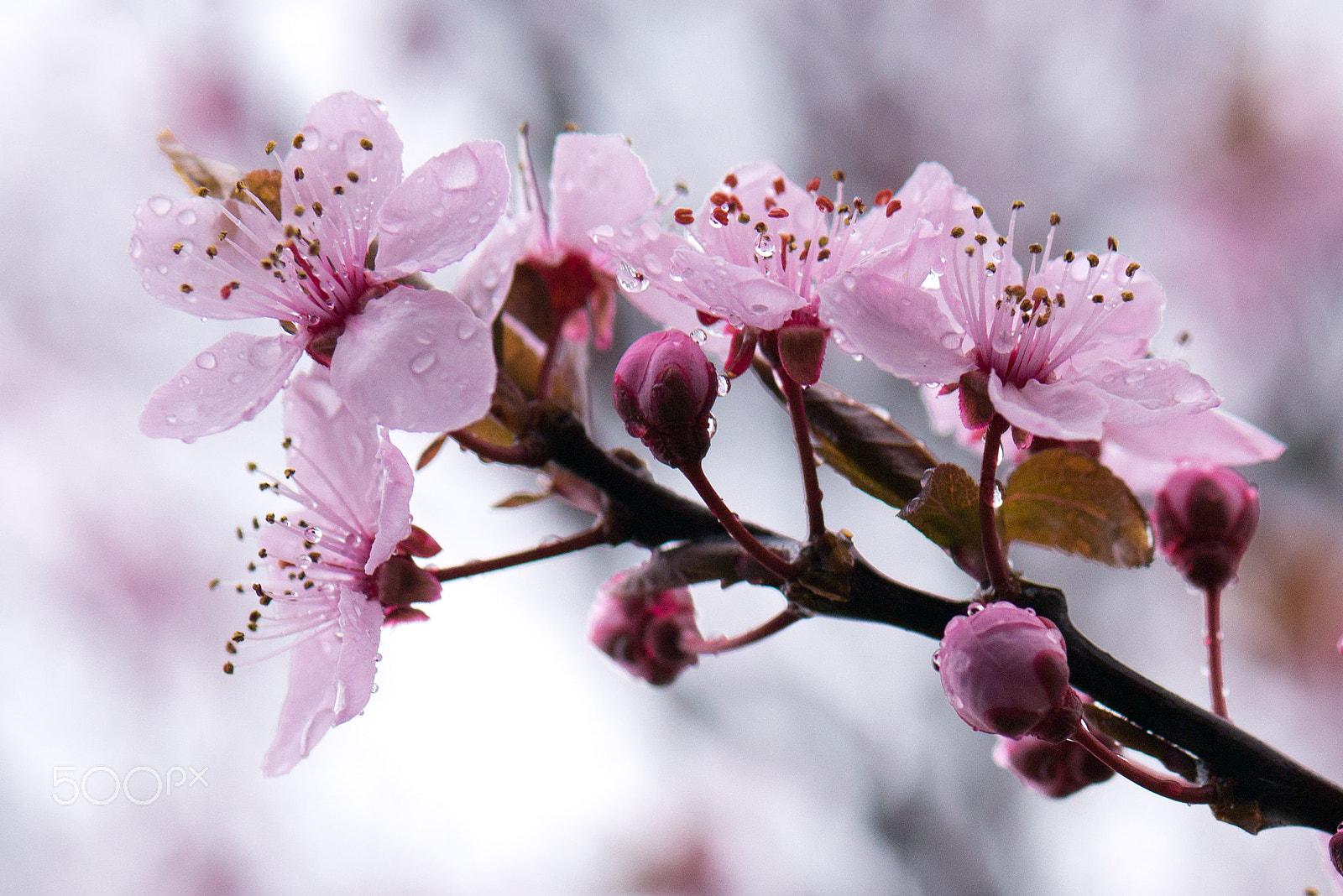 Panasonic Lumix G 42.5mm F1.7 ASPH Power OIS sample photo. Cherry blossoms photography