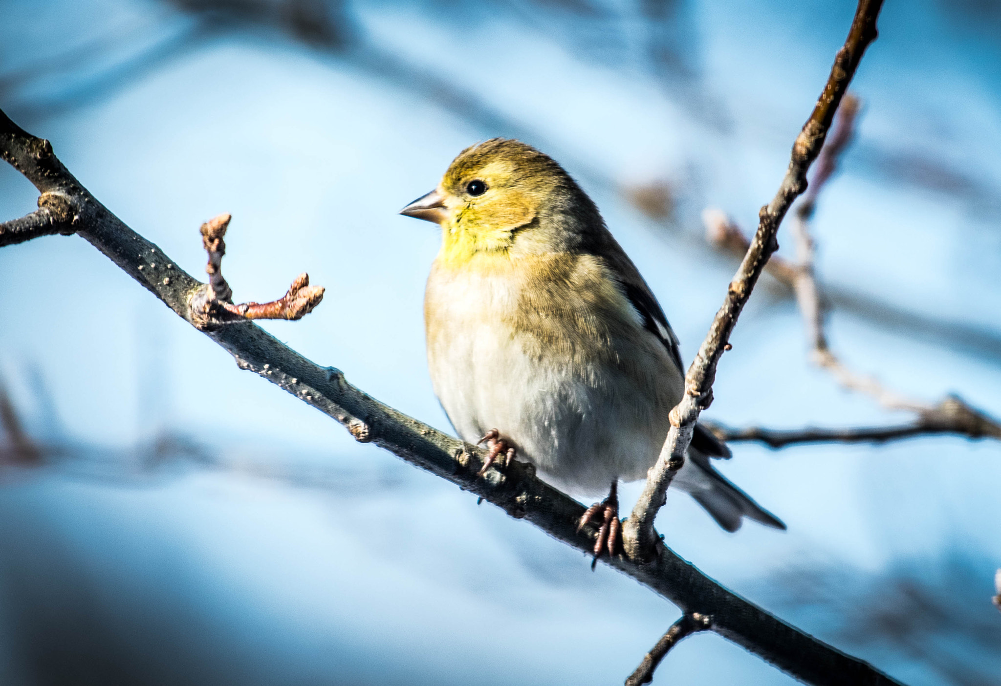 Nikon D3300 + Nikon AF-S Nikkor 200-500mm F5.6E ED VR sample photo. Goldfinch photography