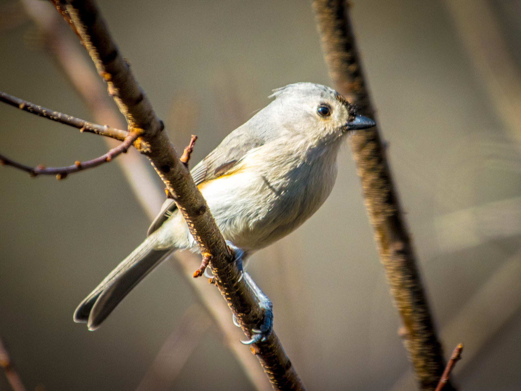 Nikon AF-S Nikkor 200-500mm F5.6E ED VR sample photo. Titmouse photography