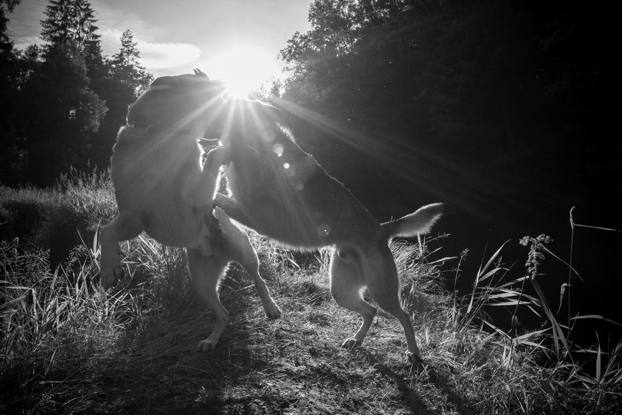 Canon EOS 5D Mark II + Sigma 28mm f/1.8 DG Macro EX sample photo. Fight photography