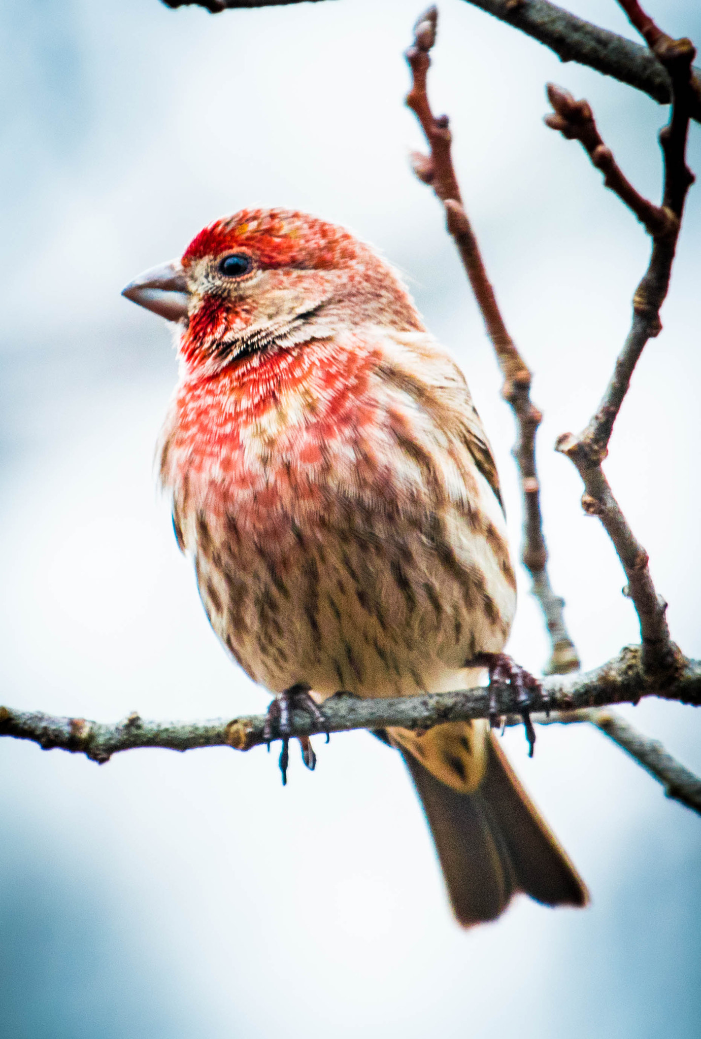 Nikon AF-S Nikkor 200-500mm F5.6E ED VR sample photo. Scarlet finch photography