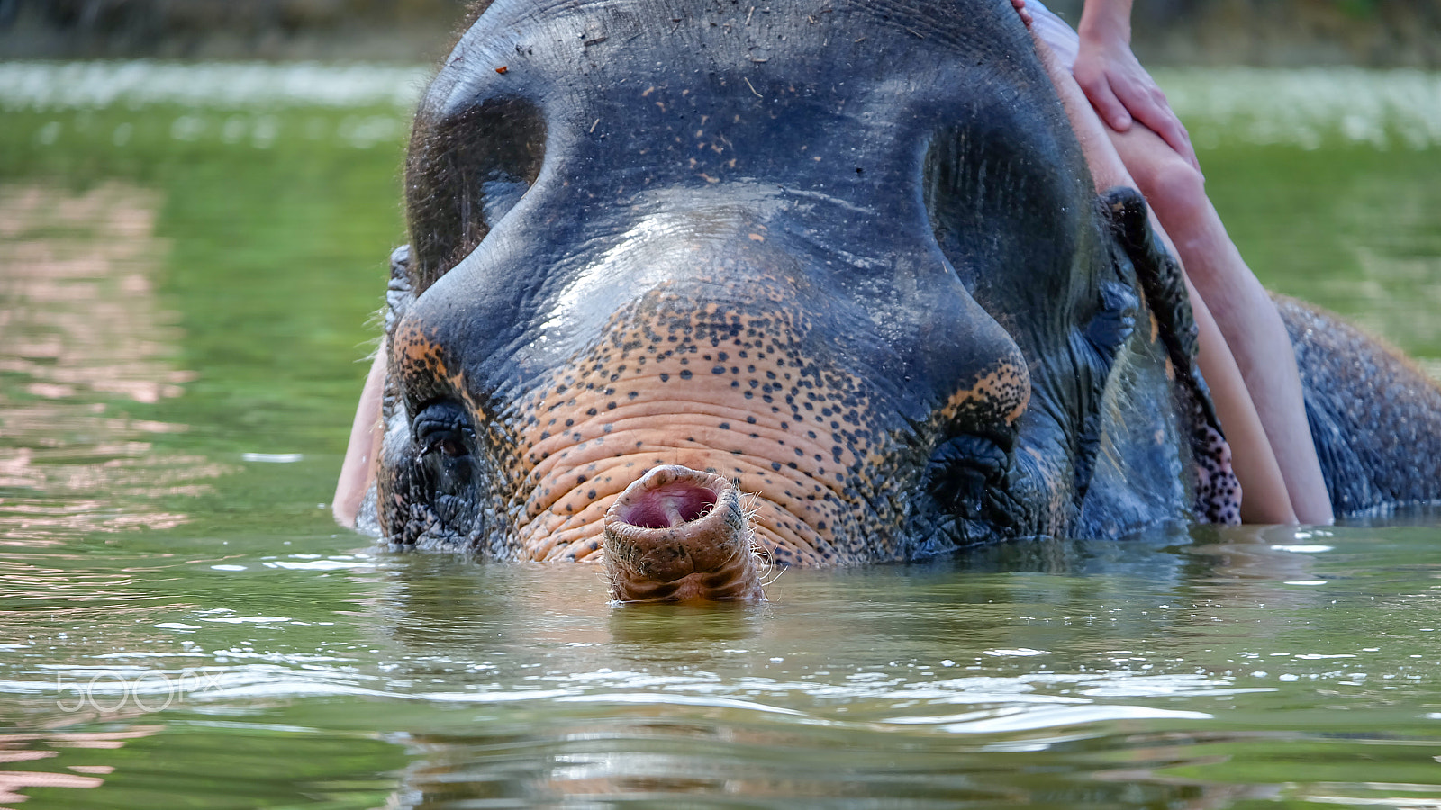 Fujifilm X-A2 + Fujifilm XC 50-230mm F4.5-6.7 OIS II sample photo. Elephant swimming photography