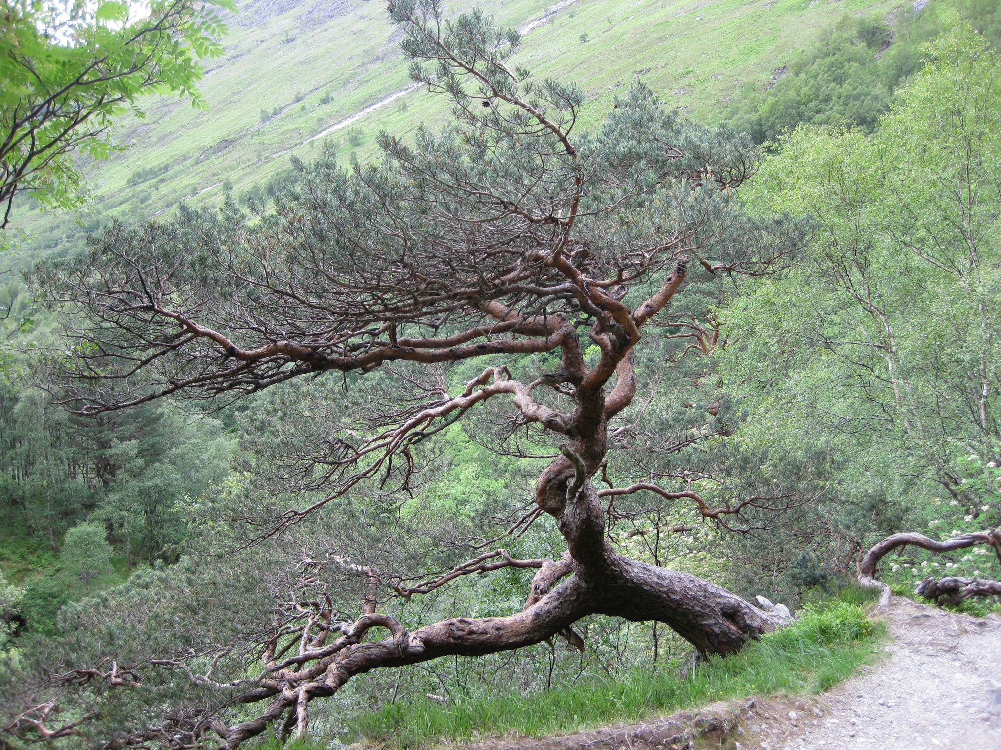 Canon PowerShot SD790 IS (Digital IXUS 90 IS / IXY Digital 95 IS) sample photo. Scotland photography