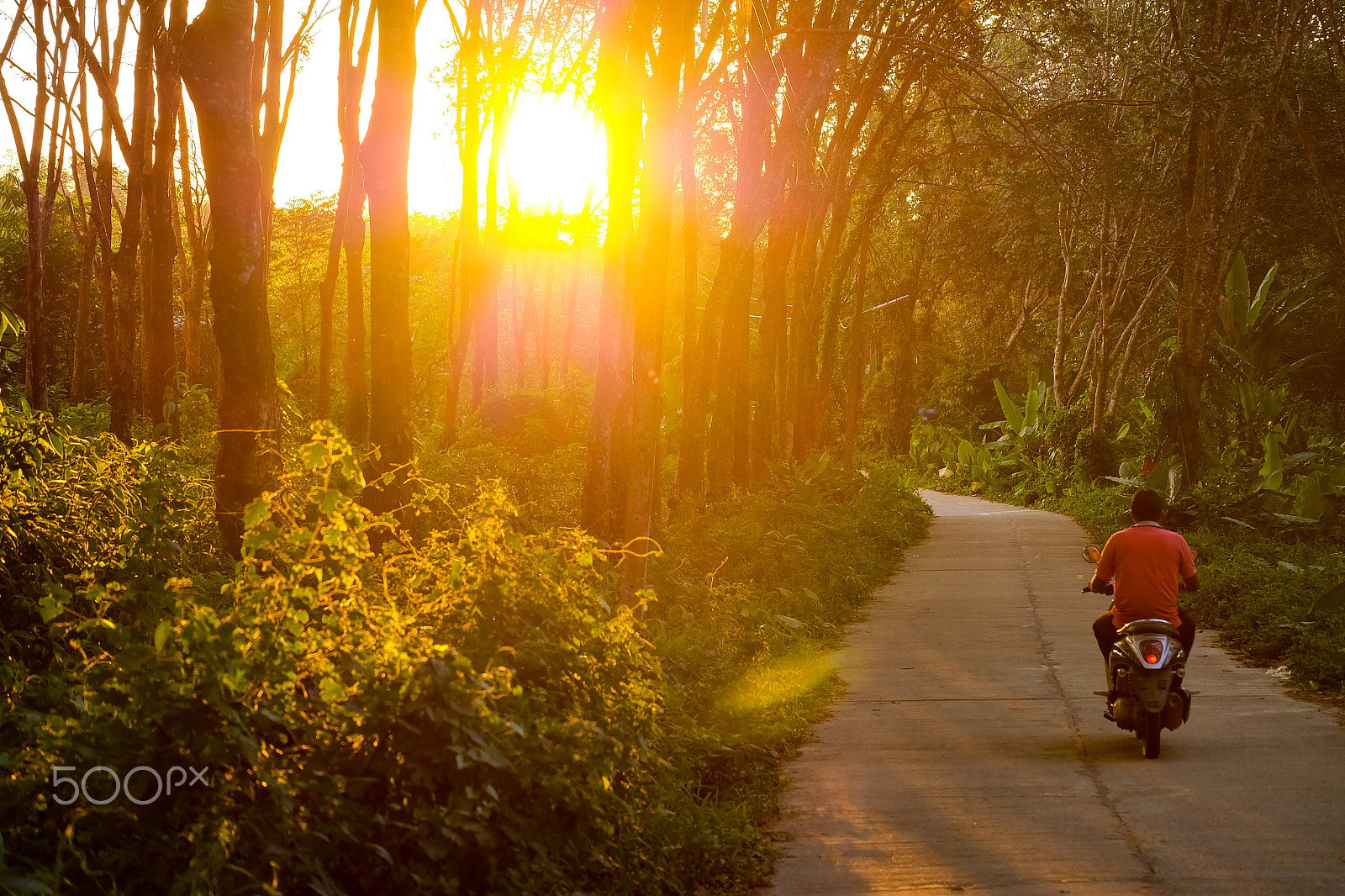 Fujifilm X-A2 + Fujifilm XC 50-230mm F4.5-6.7 OIS II sample photo. Motorbike scooter drives along a jungle road while sunset in the forrest of koo mook island in... photography