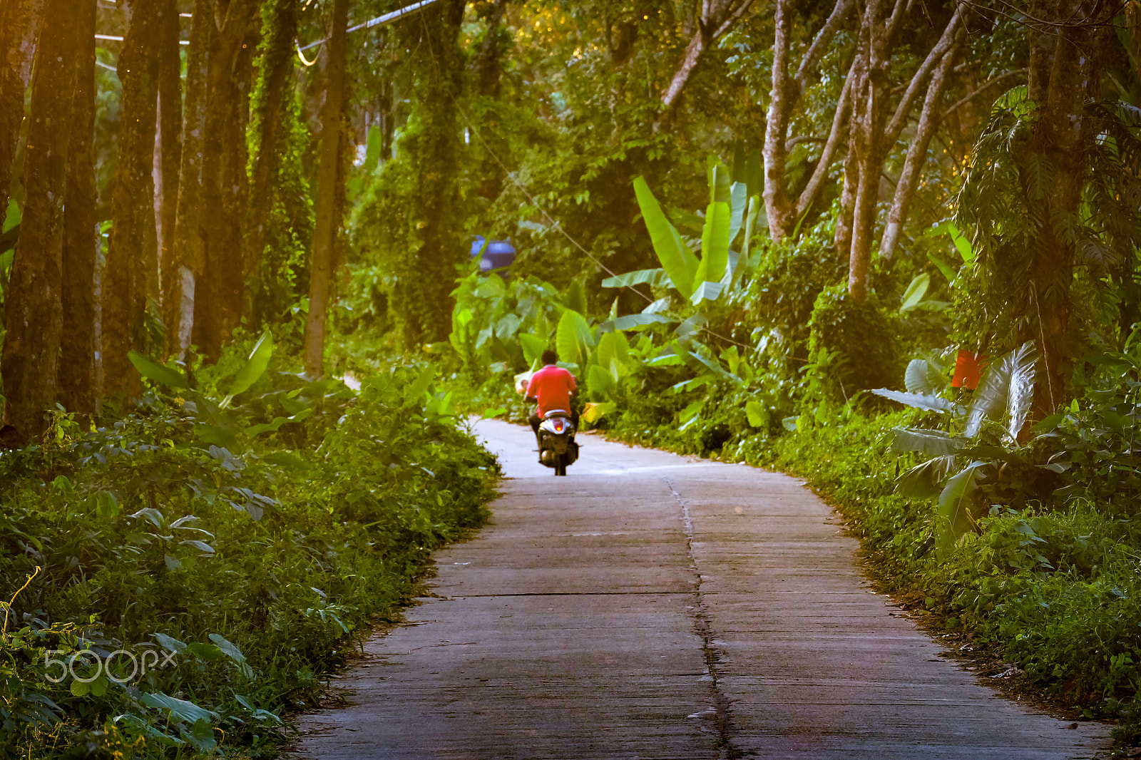 Fujifilm X-A2 + Fujifilm XC 50-230mm F4.5-6.7 OIS II sample photo. Jungle road photography