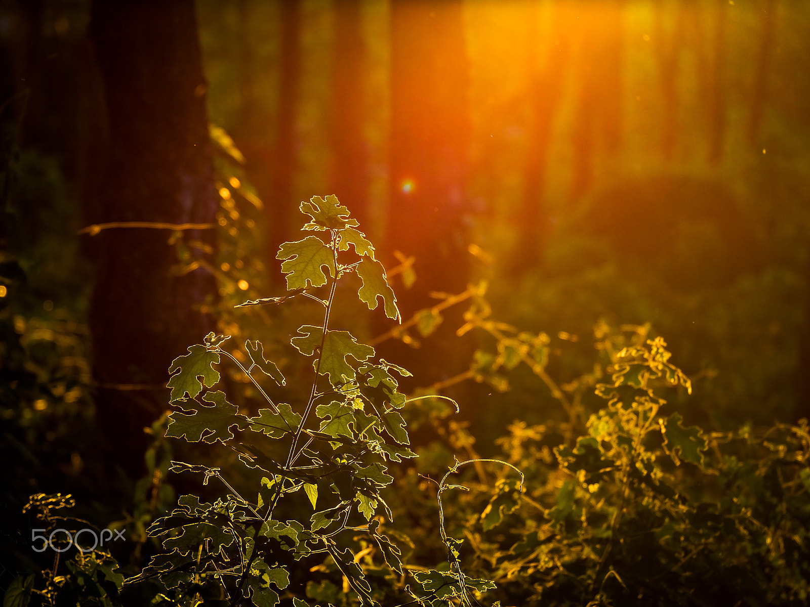 Fujifilm X-A2 + Fujifilm XC 50-230mm F4.5-6.7 OIS II sample photo. Glowing plant  foliage photography
