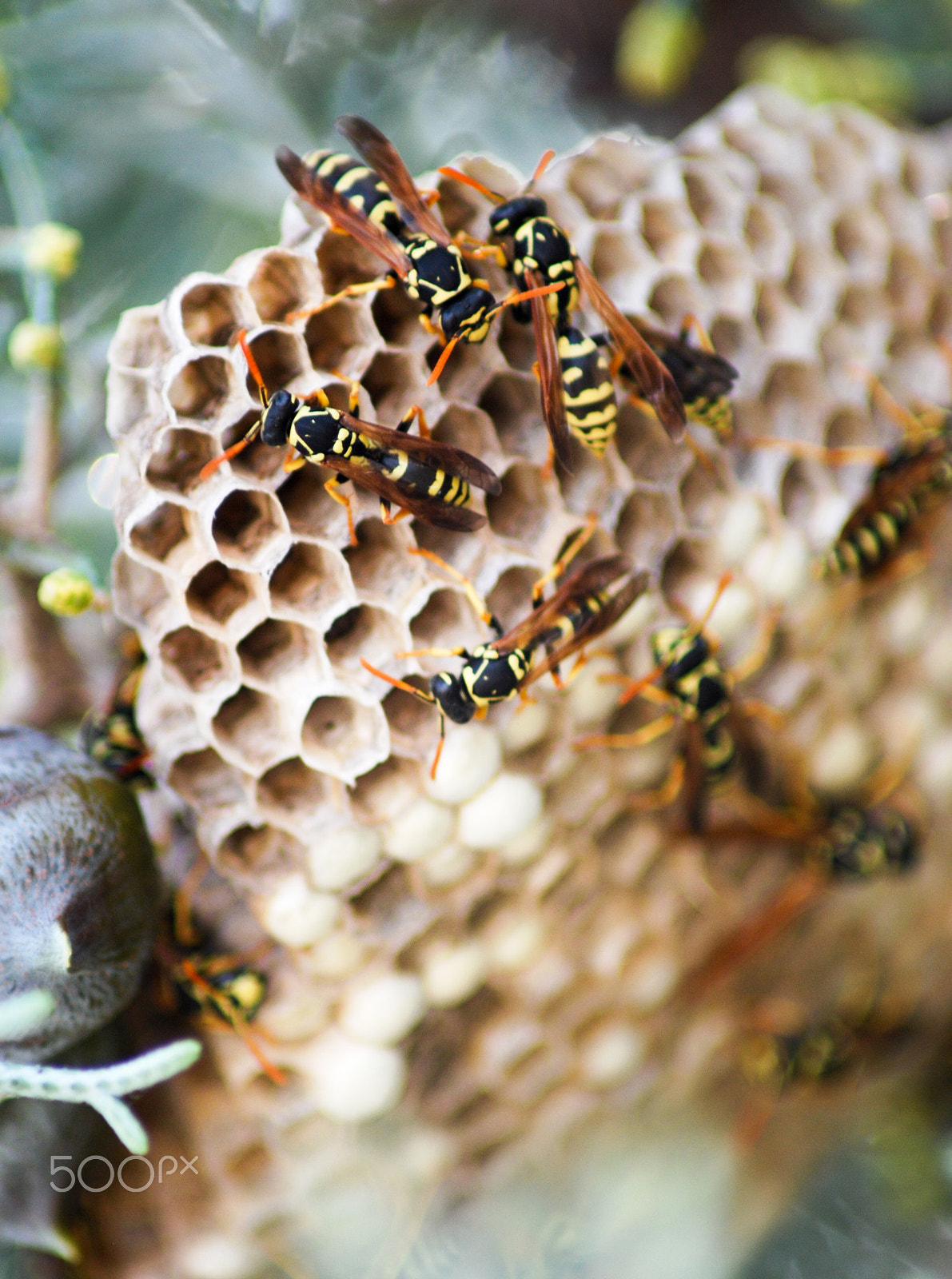 Nikon D60 sample photo. Wasp nest photography