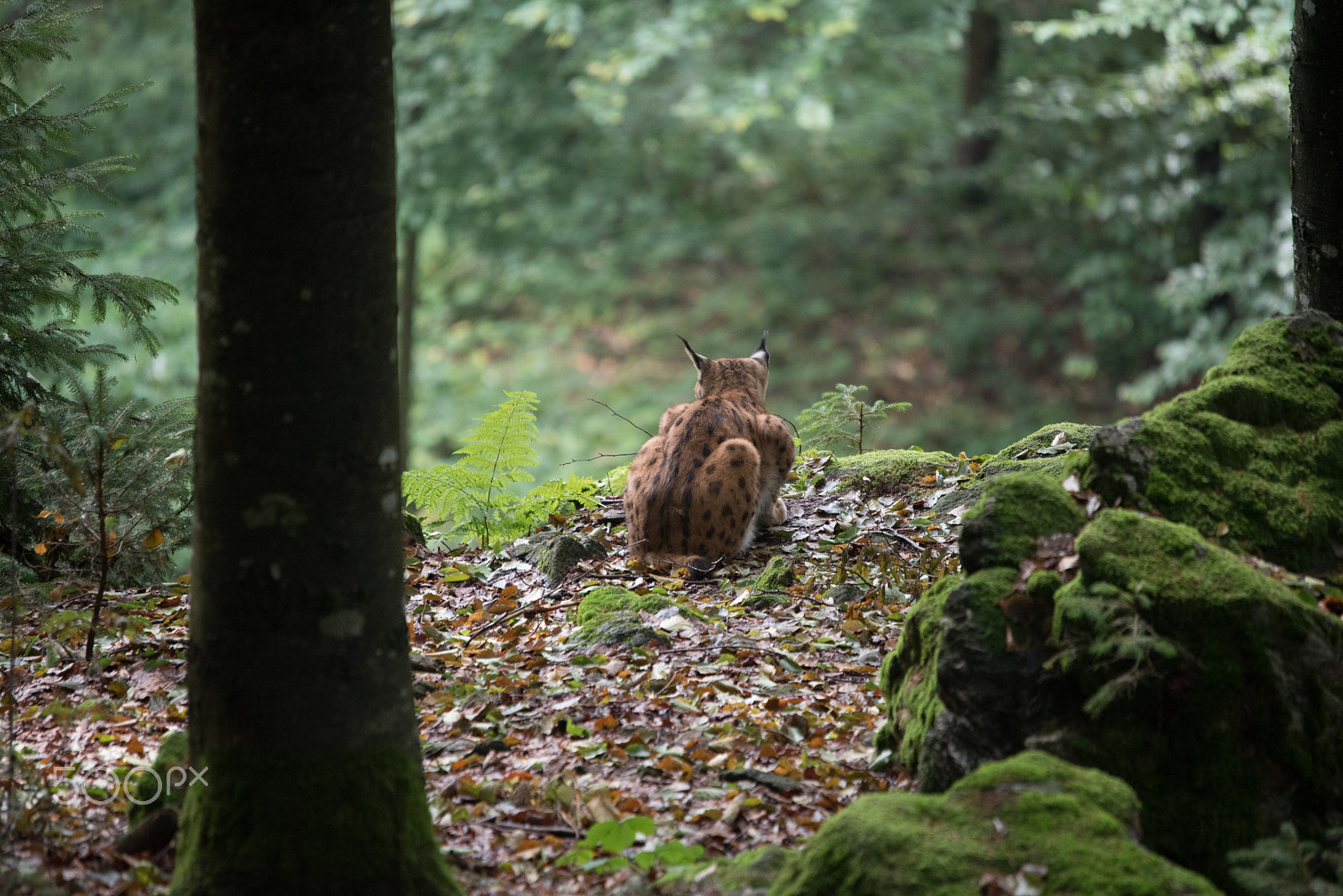 Sigma 120-400mm F4.5-5.6 DG OS HSM sample photo. Waiting photography