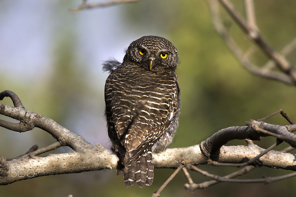 Canon EOS 60D + Sigma 150-600mm F5-6.3 DG OS HSM | C sample photo. Asian barred owlet photography