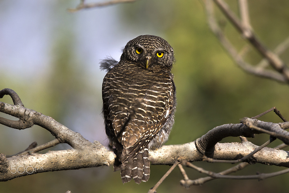 Sigma 150-600mm F5-6.3 DG OS HSM | C sample photo. Asian barred owlet photography
