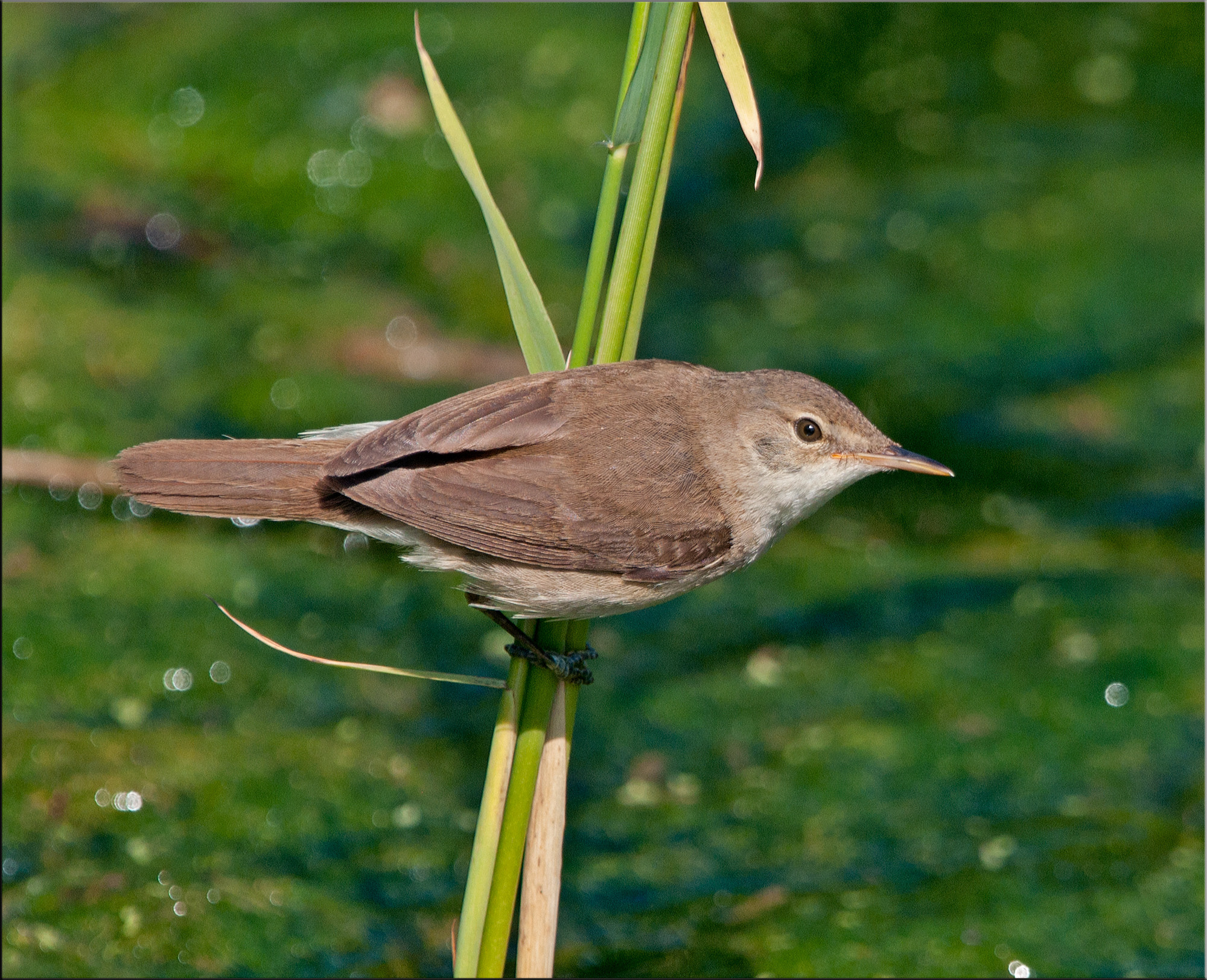 Nikon AF-S Nikkor 400mm F2.8G ED VR II sample photo. In aticipation photography