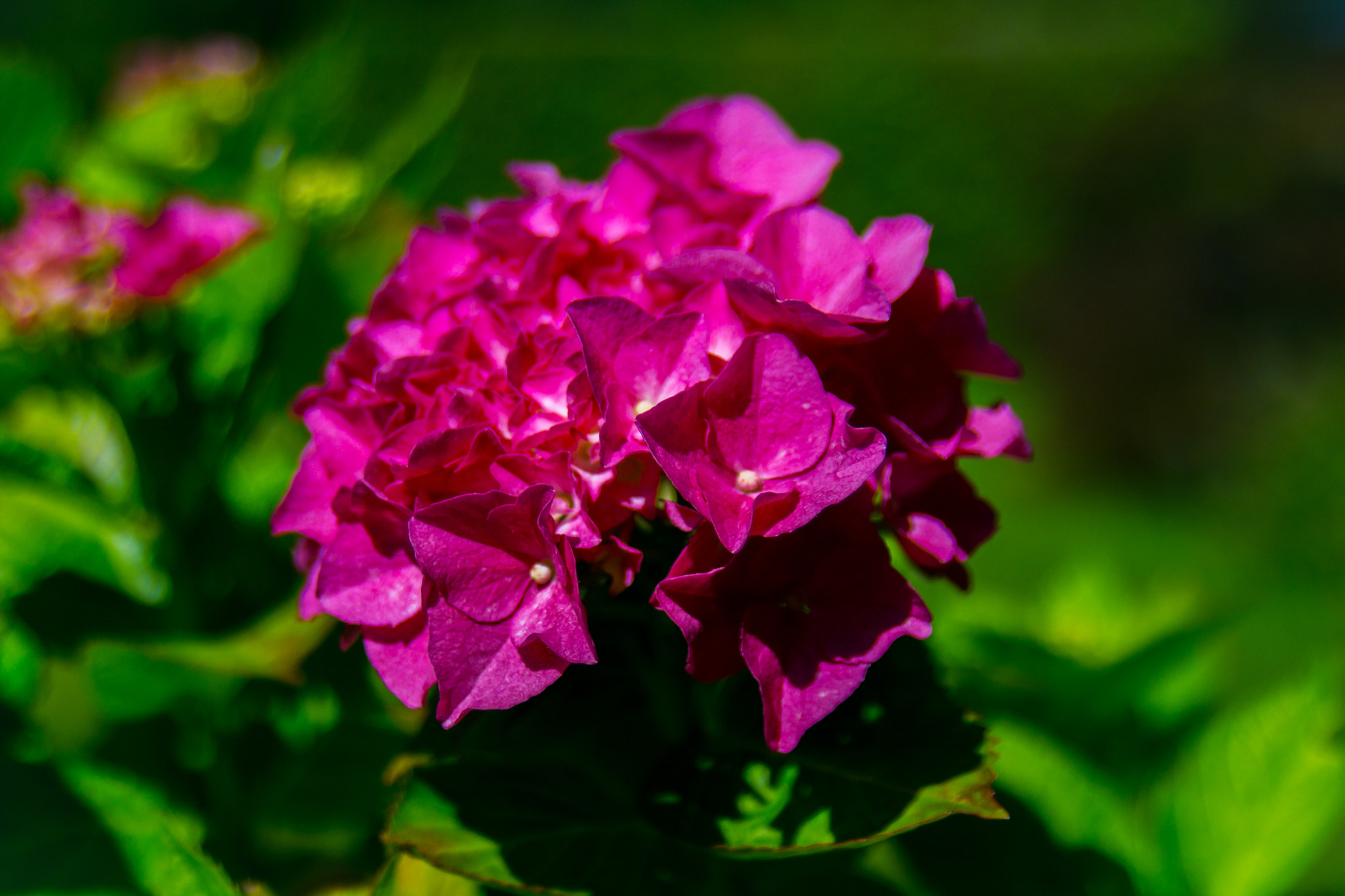 Sigma 24-60mm f/2.8 EX DG sample photo. Flower @ bornholm denmark photography