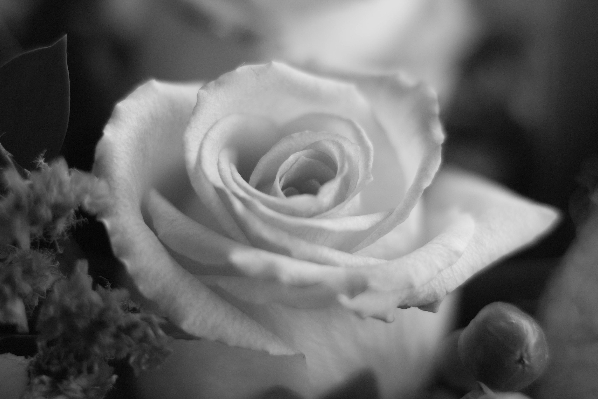 ZEISS Makro-Planar T* 100mm F2 sample photo. Rose photography