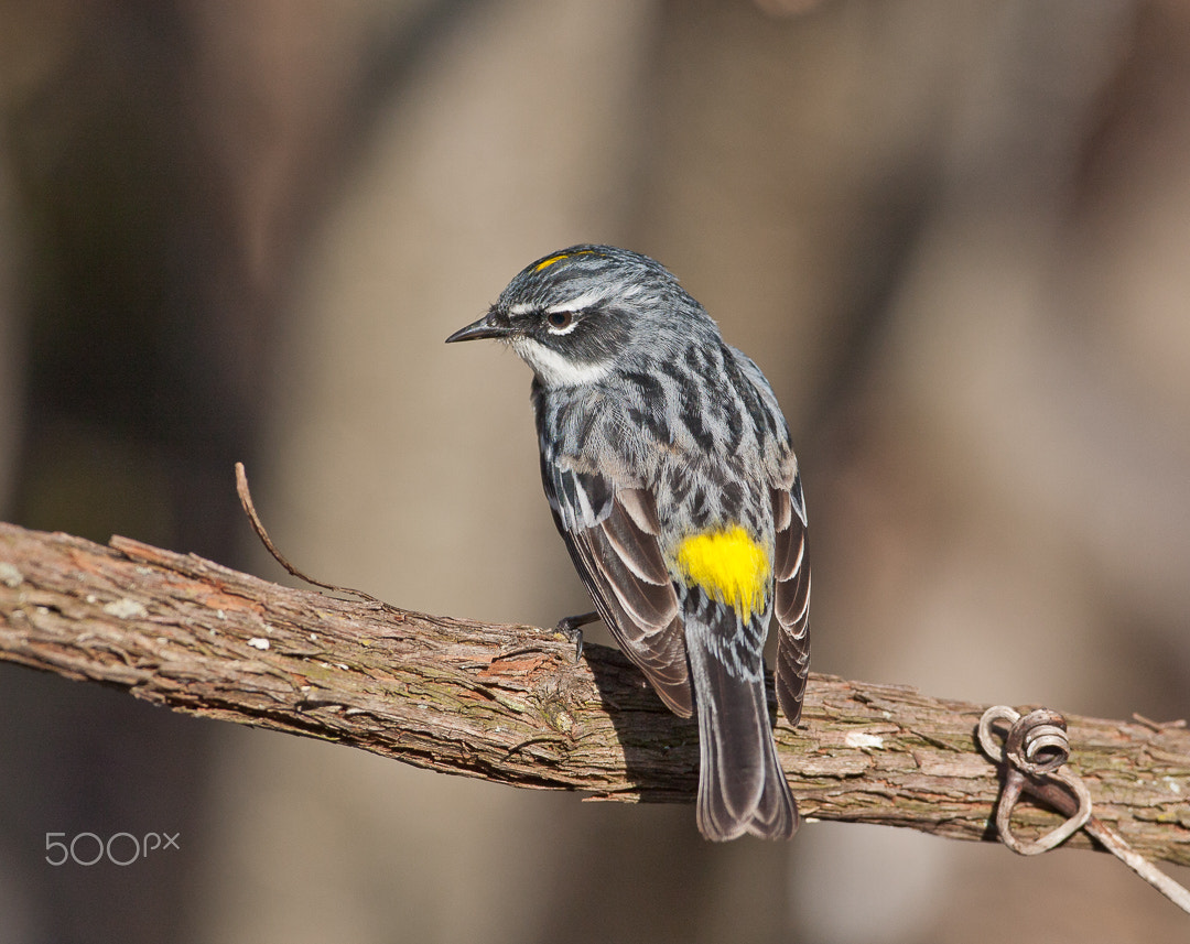 Canon EOS 40D + Canon EF 500mm F4L IS USM sample photo. Yellow-rumped warbler photography