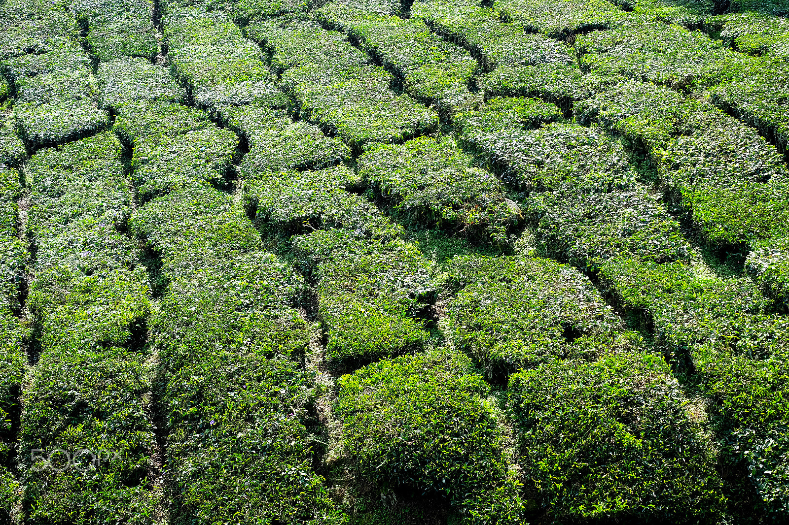Fujifilm X-A2 + Fujifilm XC 50-230mm F4.5-6.7 OIS II sample photo. Tea plantation photography