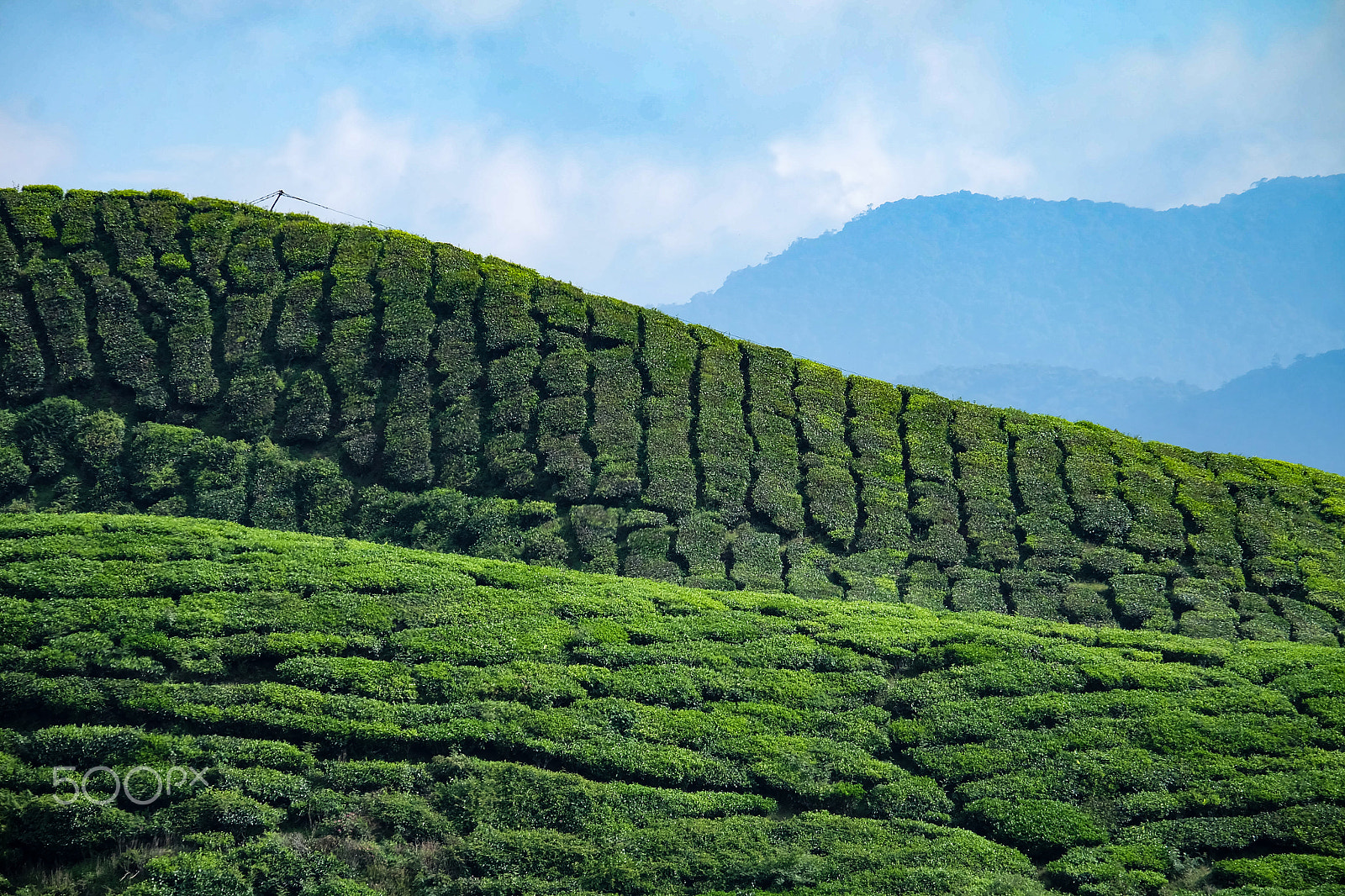 Fujifilm X-A2 + Fujifilm XC 50-230mm F4.5-6.7 OIS II sample photo. Tea plantation hill photography
