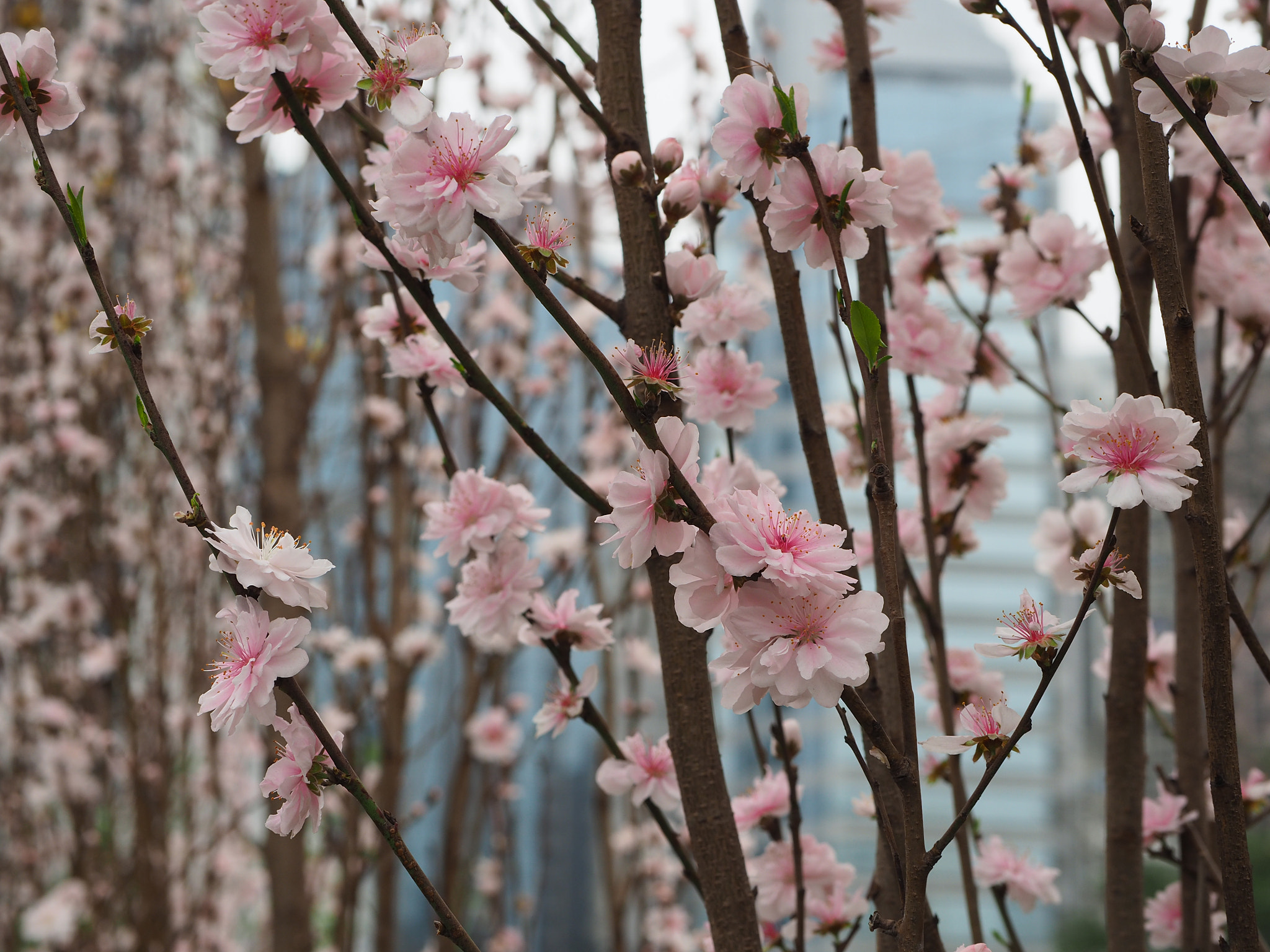 Olympus OM-D E-M5 II + Panasonic Leica DG Nocticron 42.5mm F1.2 ASPH OIS sample photo. Cherry blossoms photography