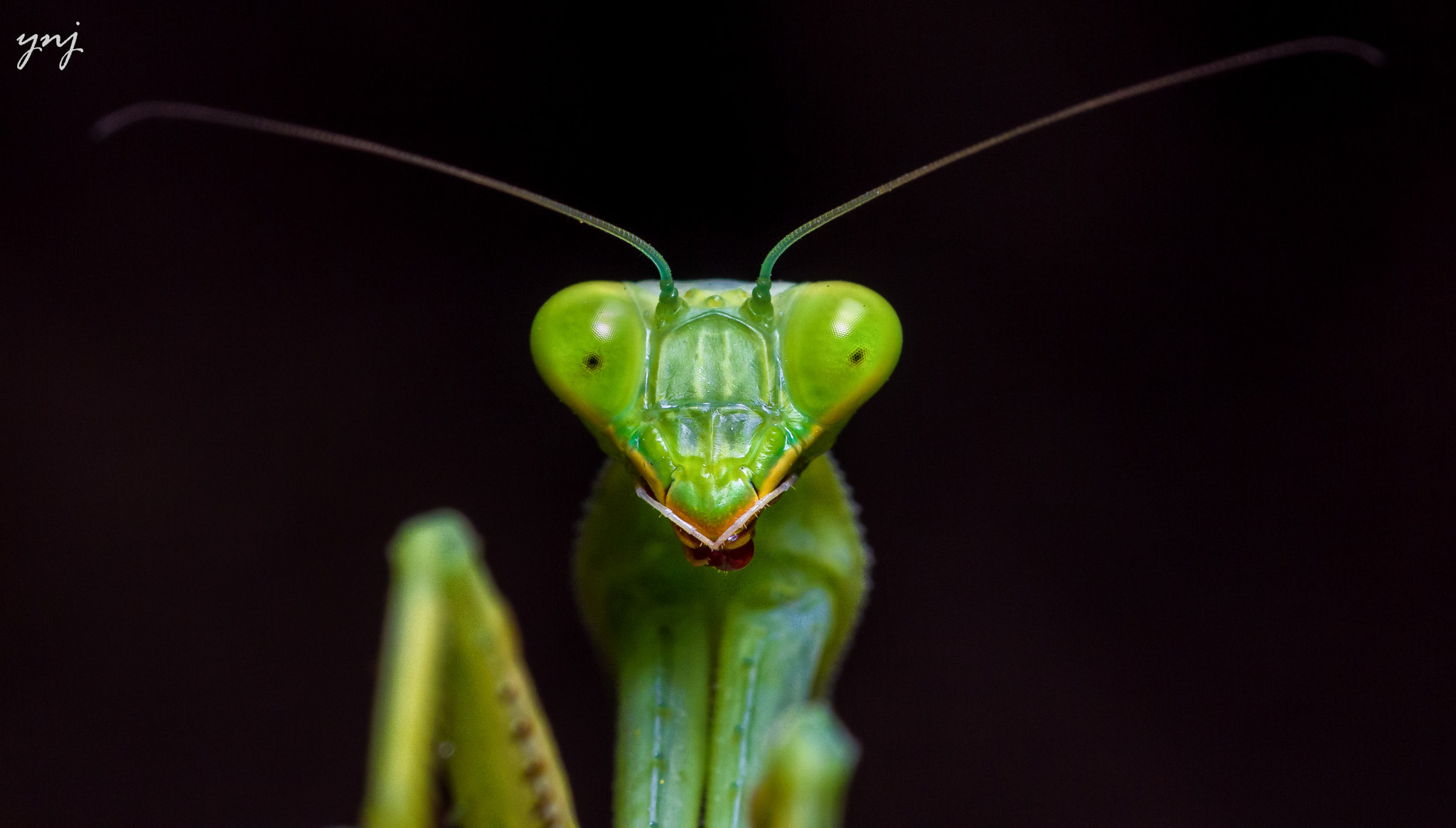 Sigma 70-300mm F4-5.6 APO DG Macro sample photo. Mantis close up photography