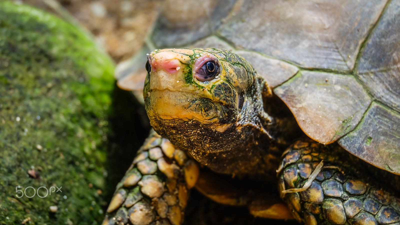 Fujifilm X-A2 + Fujifilm XC 50-230mm F4.5-6.7 OIS II sample photo. Turtle head photography