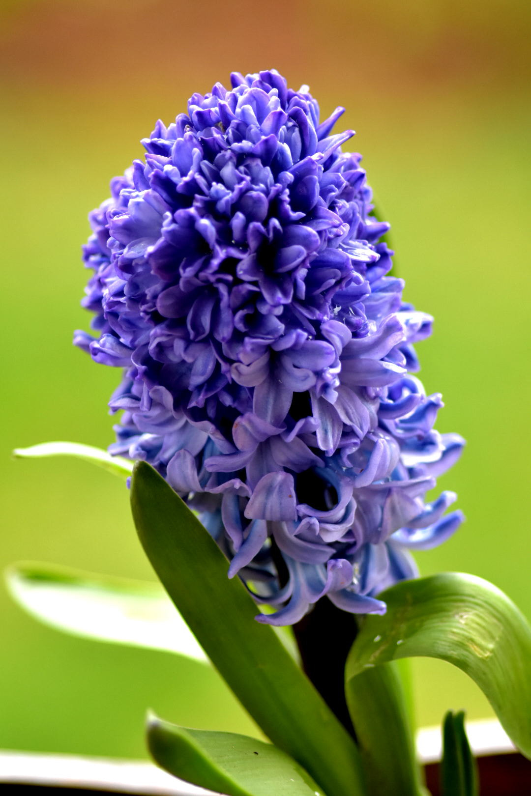 Nikon D7200 + Sigma 105mm F2.8 EX DG Macro sample photo. Sümbül (hyacinthus) photography