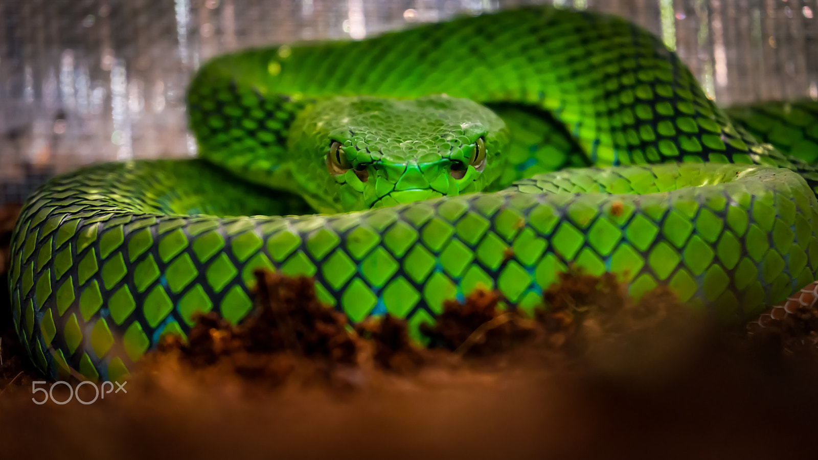 Fujifilm X-A2 + Fujifilm XC 50-230mm F4.5-6.7 OIS II sample photo. Green pit viper photography