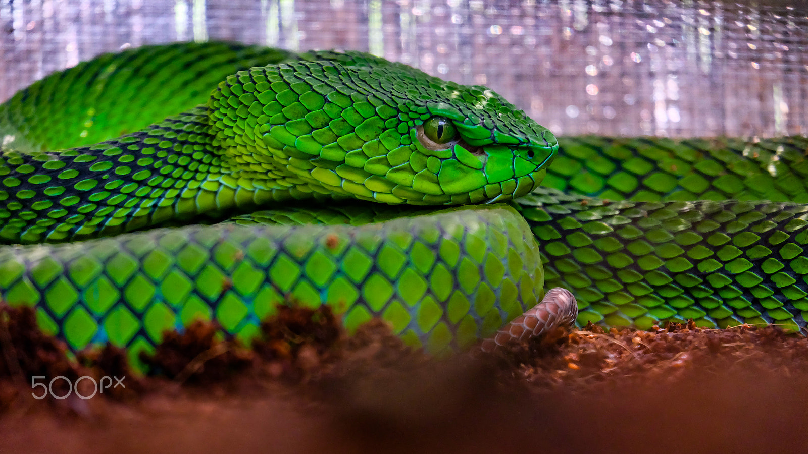 Fujifilm X-A2 + Fujifilm XC 50-230mm F4.5-6.7 OIS II sample photo. Green pit viper photography