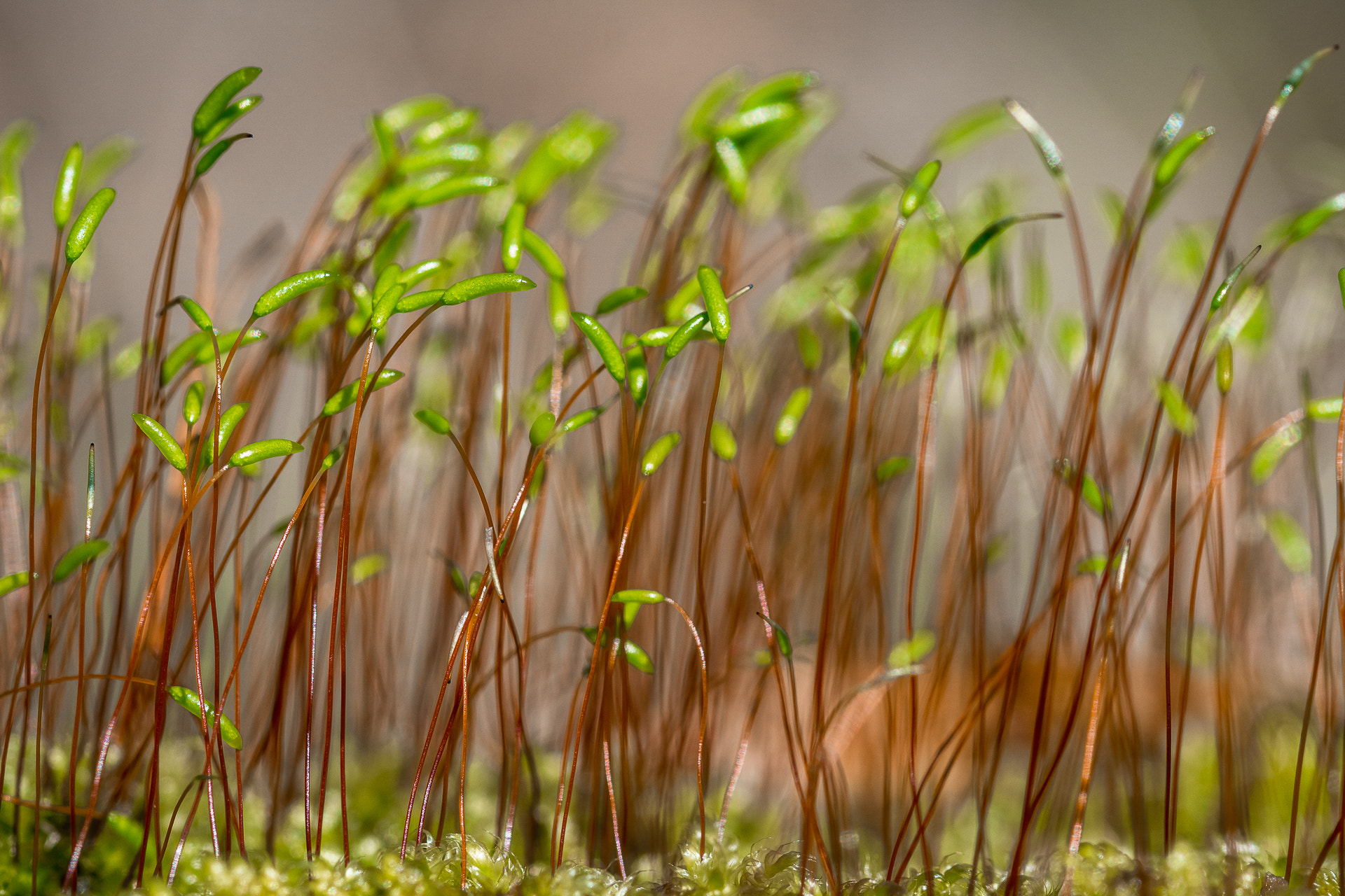 Sony a6000 + 105mm F2.8 sample photo. ... photography