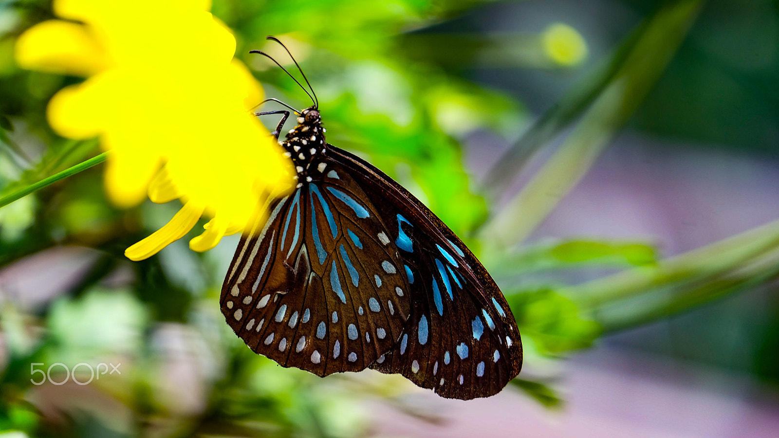 Fujifilm X-A2 + Fujifilm XC 50-230mm F4.5-6.7 OIS II sample photo. Black butterfly on yellow flower photography