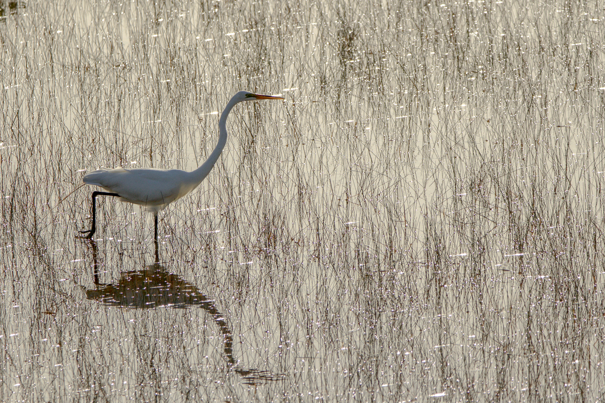 Canon EOS 100D (EOS Rebel SL1 / EOS Kiss X7) sample photo. Great egret photography