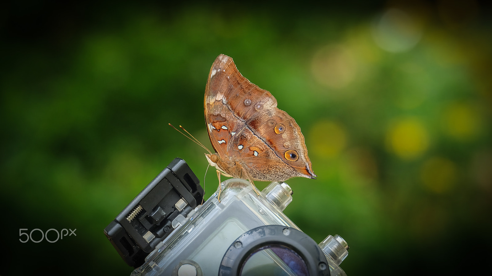 Fujifilm X-A2 + Fujifilm XC 50-230mm F4.5-6.7 OIS II sample photo. Brown butterfly closeup photography