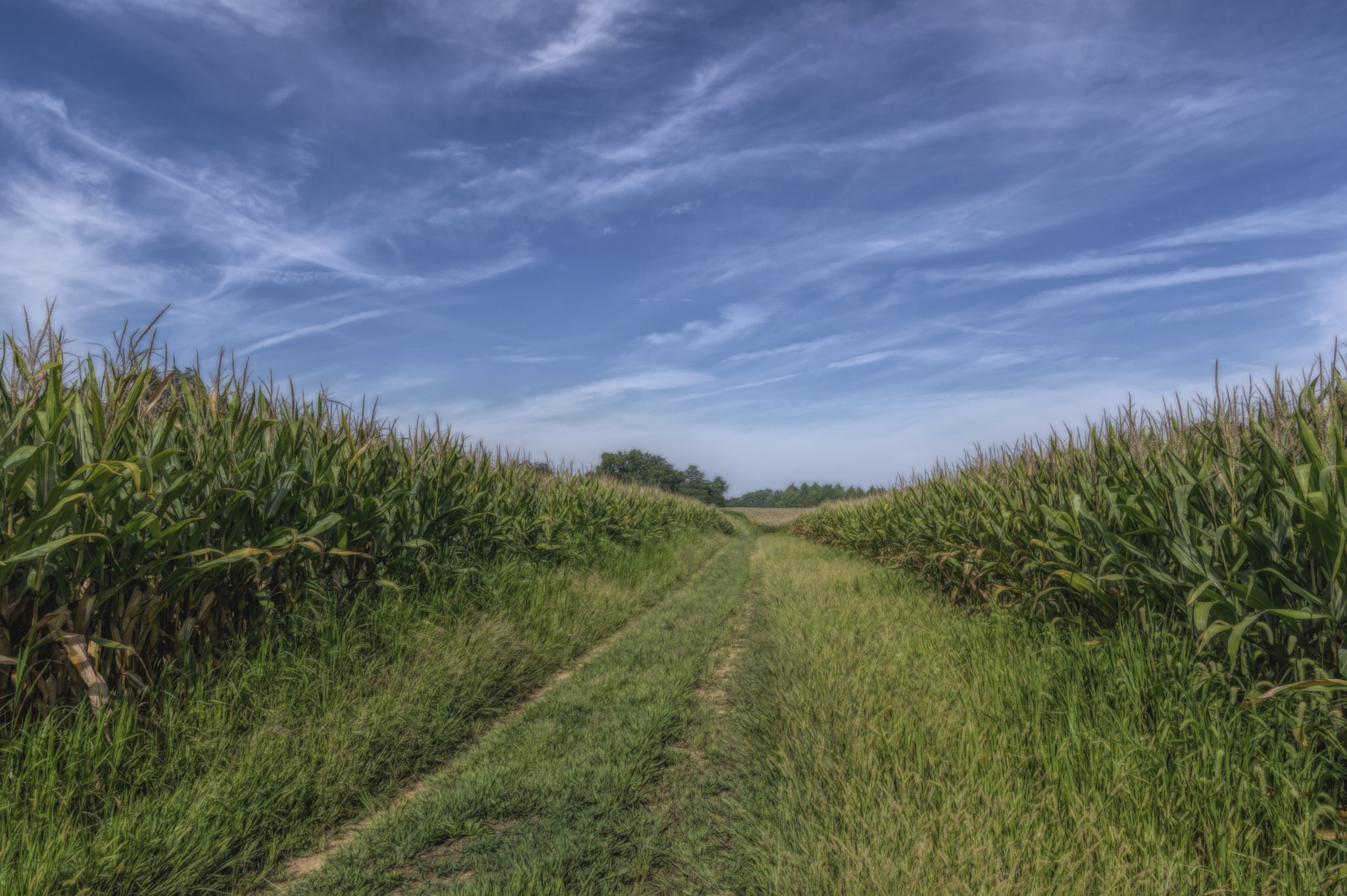 Sigma 17-70mm F2.8-4 DC Macro HSM Contemporary sample photo. Summer corn field photography