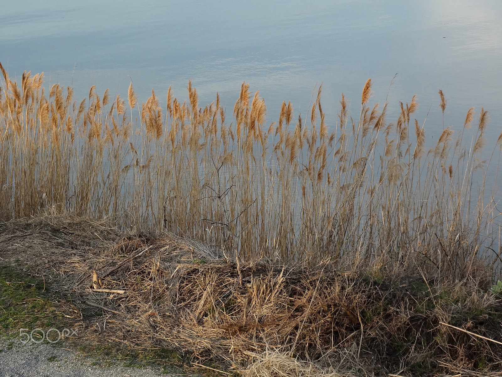 Sony DSC-WX10 sample photo. Golden fronds photography