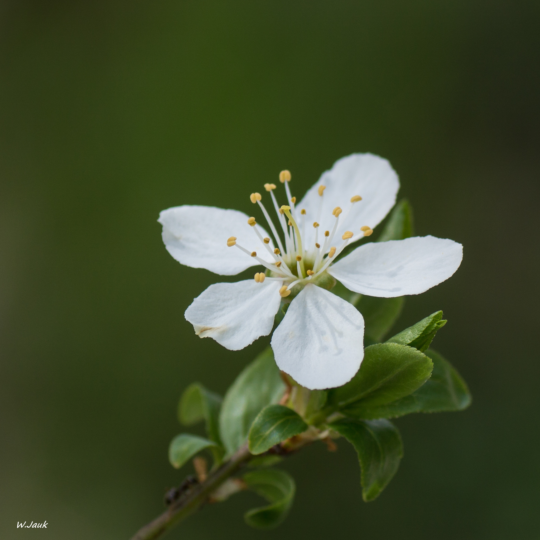 Sony ILCA-77M2 + Tamron SP AF 90mm F2.8 Di Macro sample photo. Cherry blossom photography