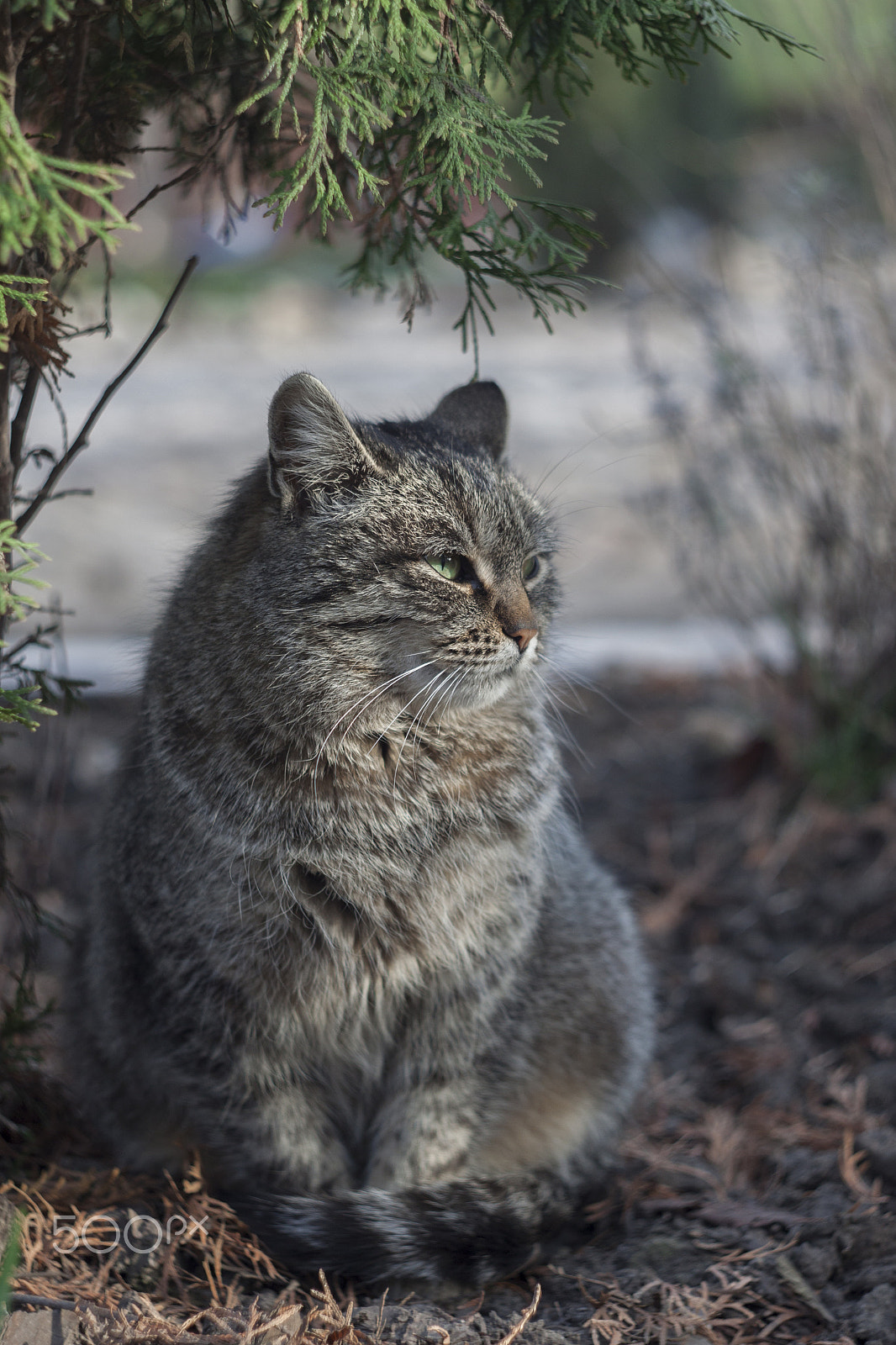 Canon EF 35-80mm f/4-5.6 sample photo. Bossy cat photography