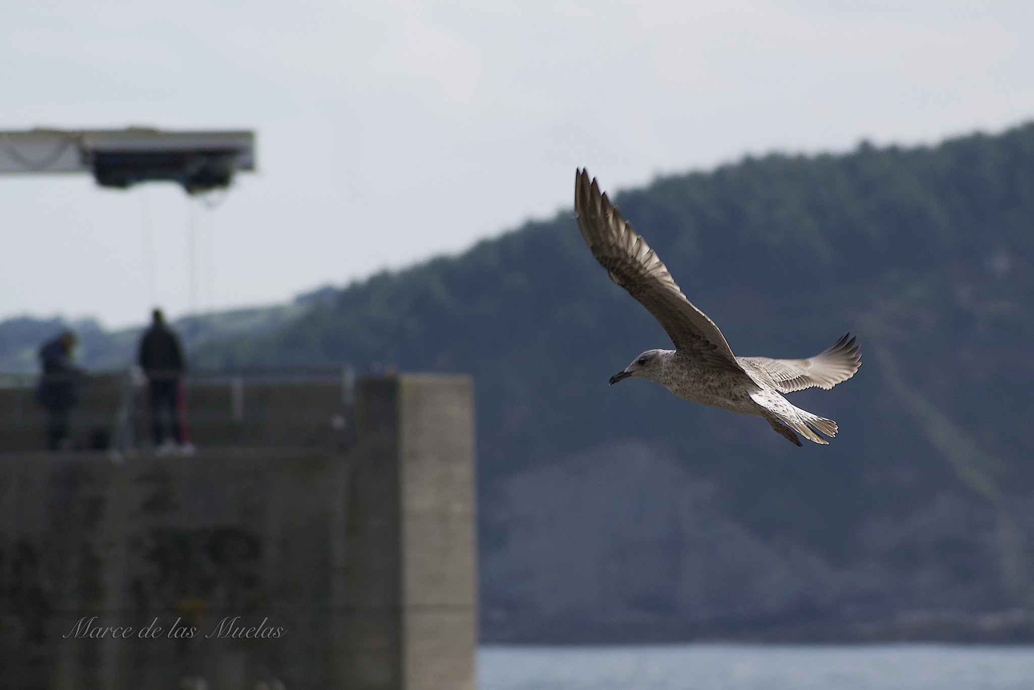 Sony DT 55-200mm F4-5.6 SAM sample photo. ...la gaviota... photography