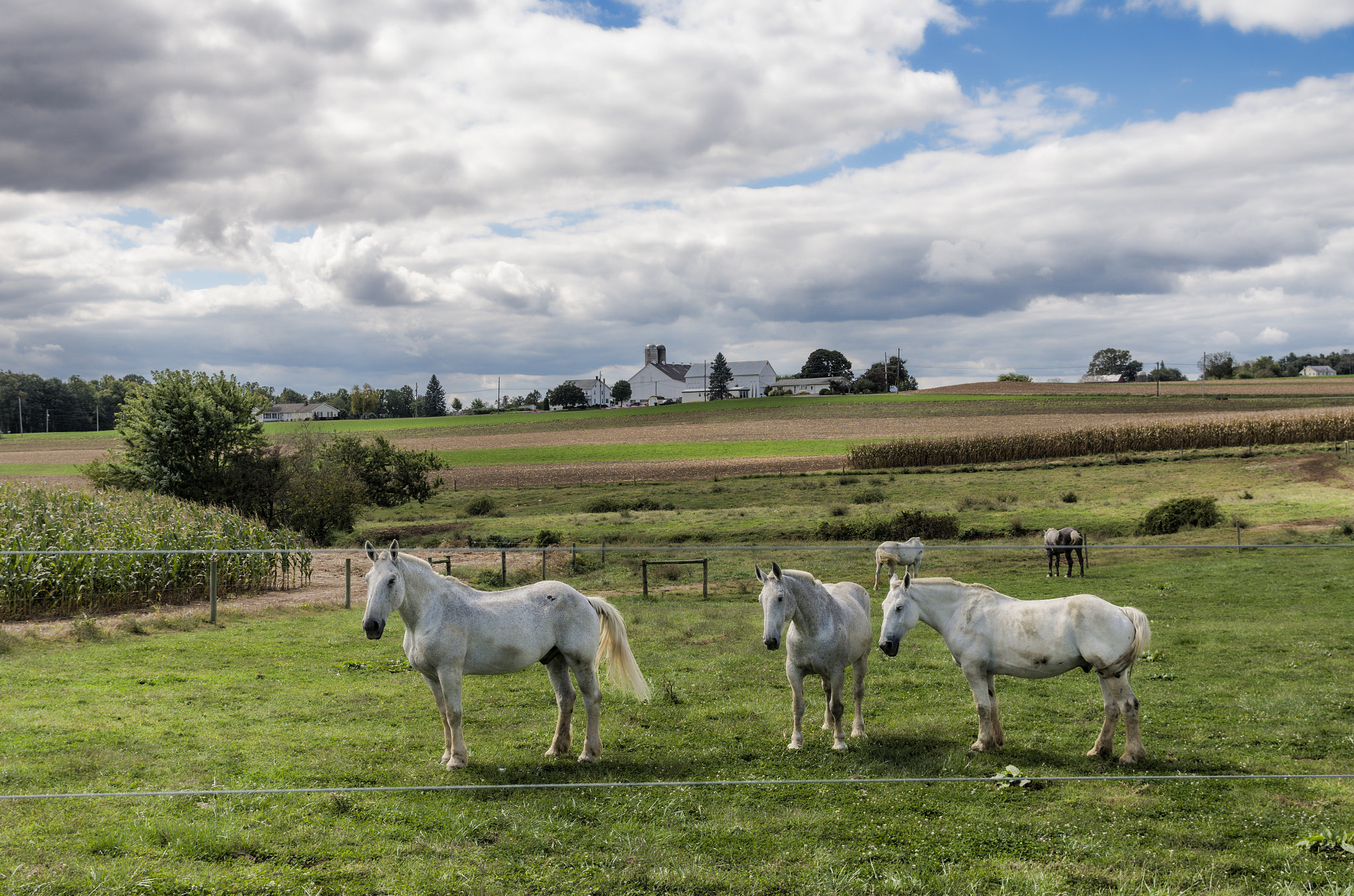 Pentax K-5 IIs + Sigma 17-70mm F2.8-4 DC Macro HSM Contemporary sample photo. Amish work horses photography